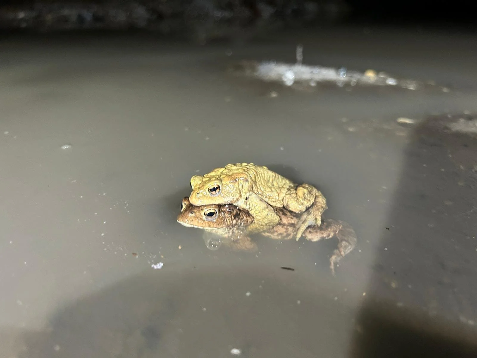 428457426_375453881866443_1595614830445159876_n.jpeg