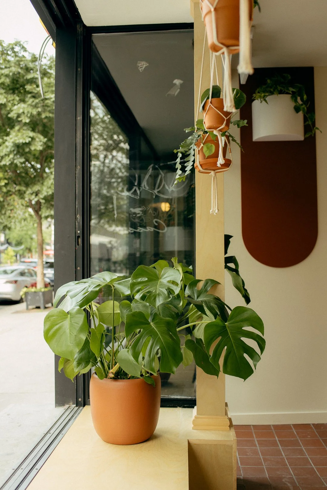 Indoor plant with large green leaves in a terracotta pot near a glass door, with hanging pots and other plants in the background.