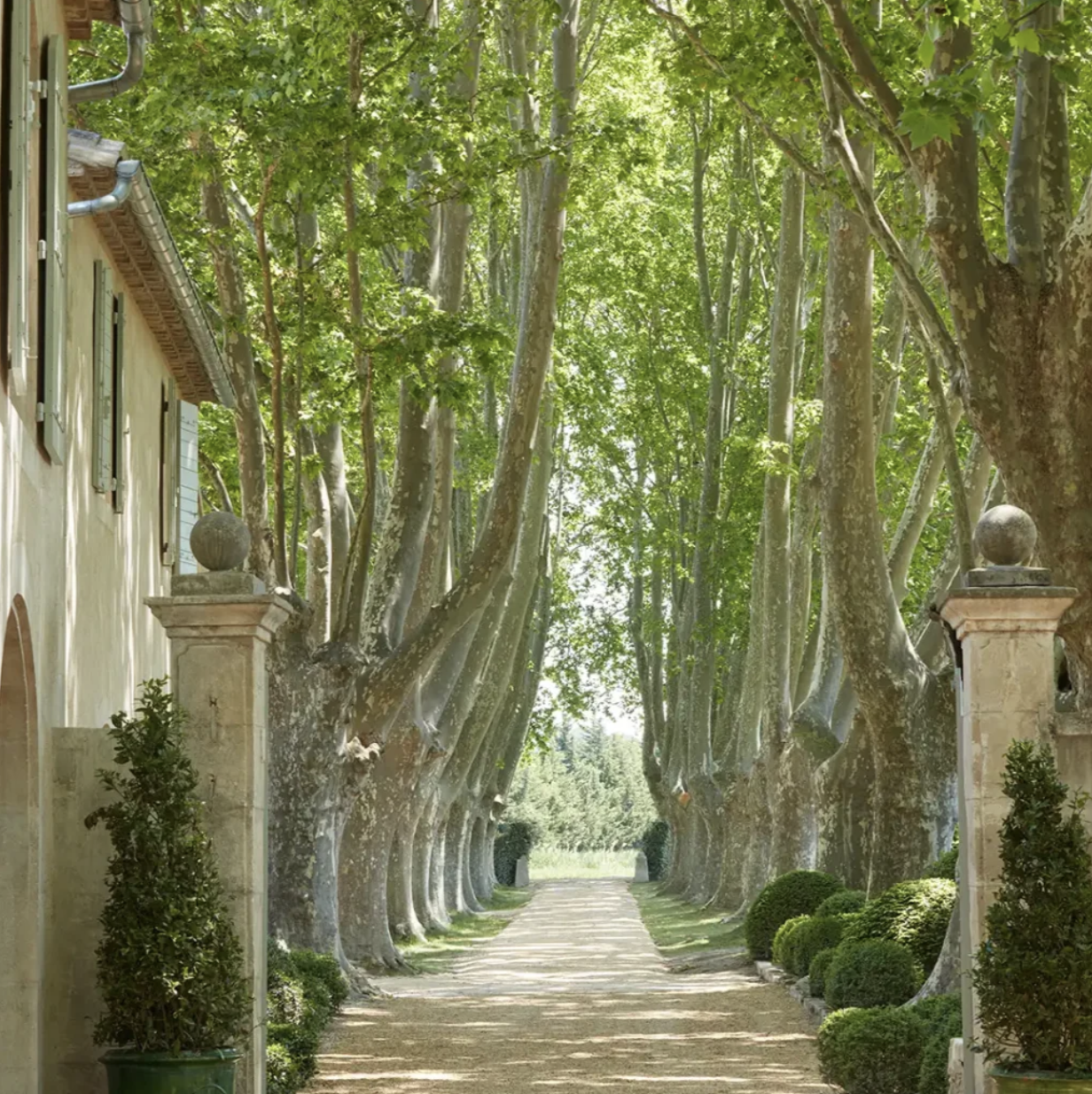 A shaded tree-lined pathway leading to a distant outdoor area, with tall trees and manicured bushes on each side, adjacent to a beige building with green shutters.