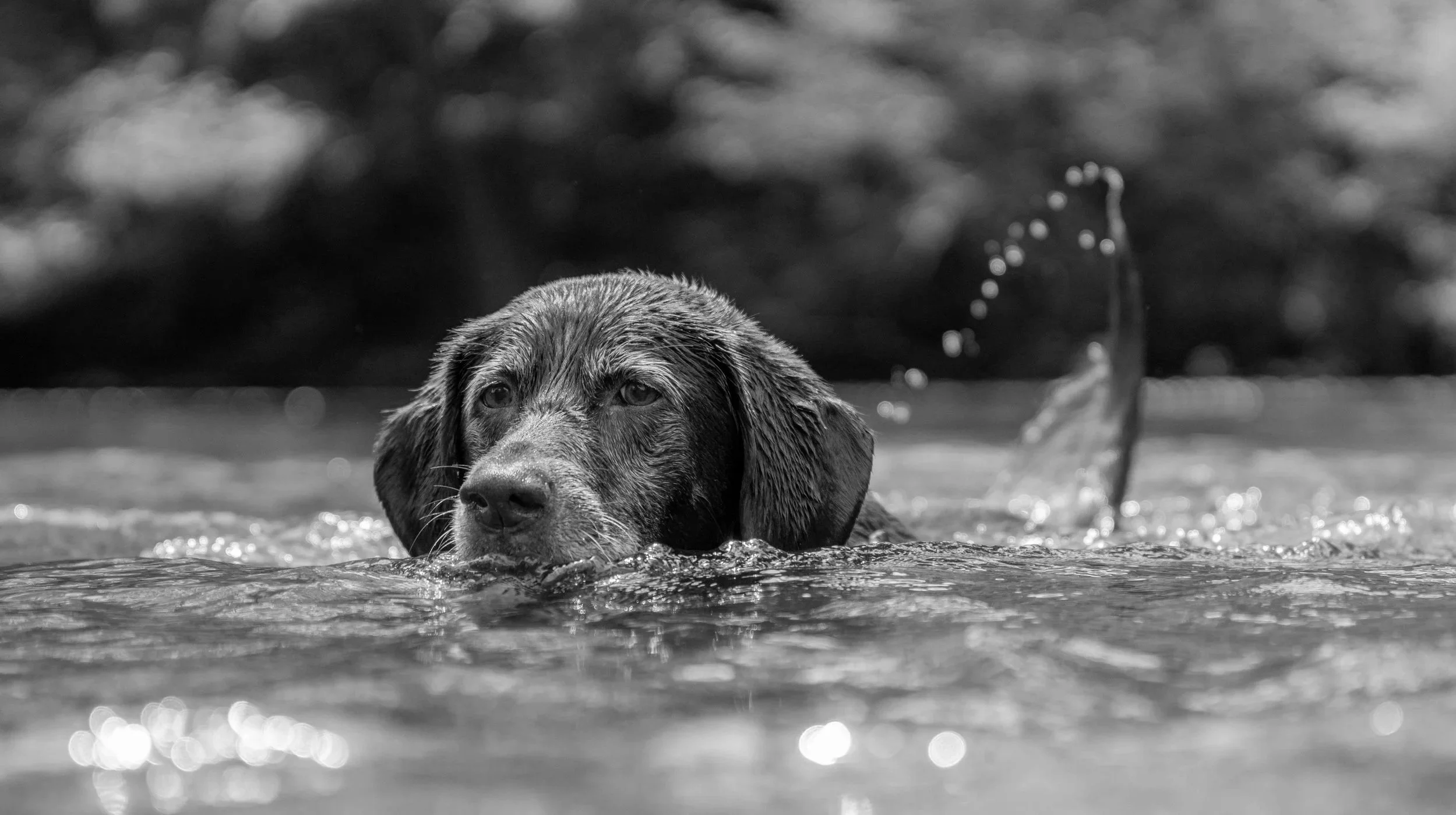 La leptospirose chez le chien