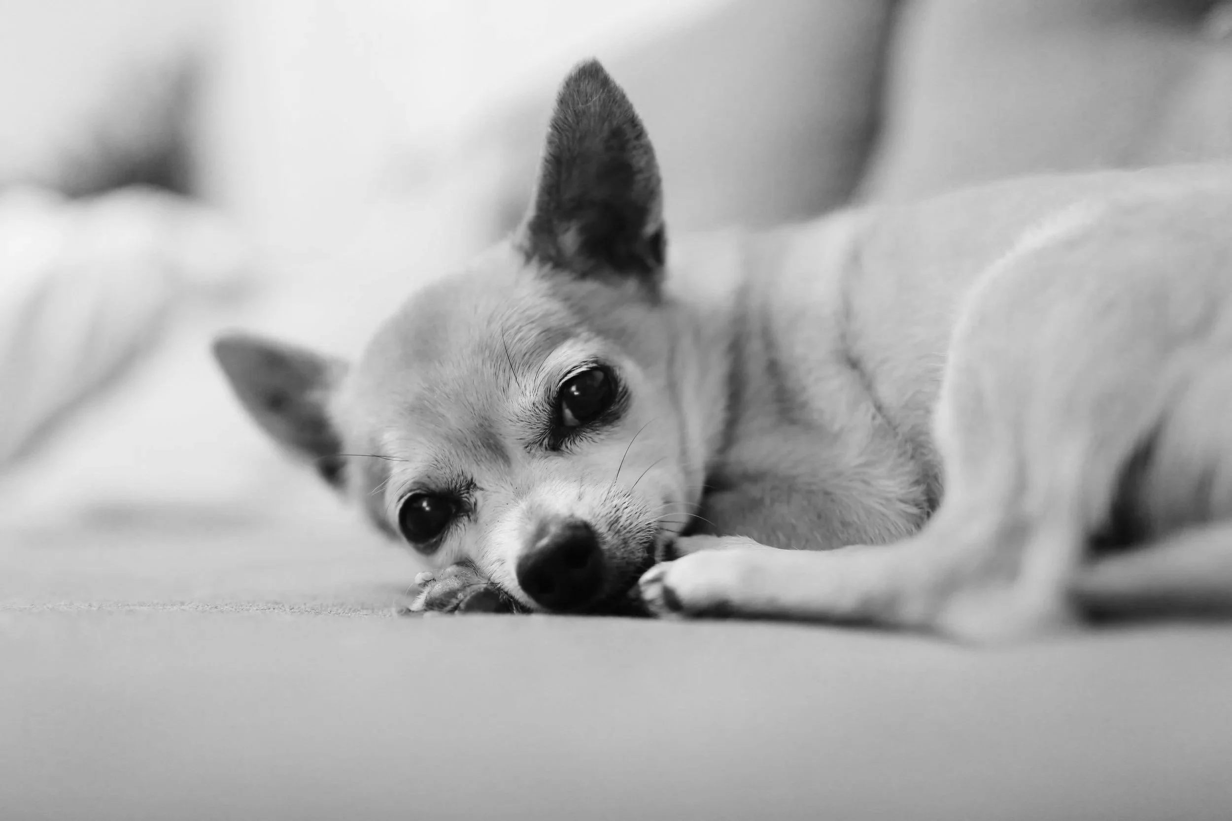 La douleur chez les chiens et les chat