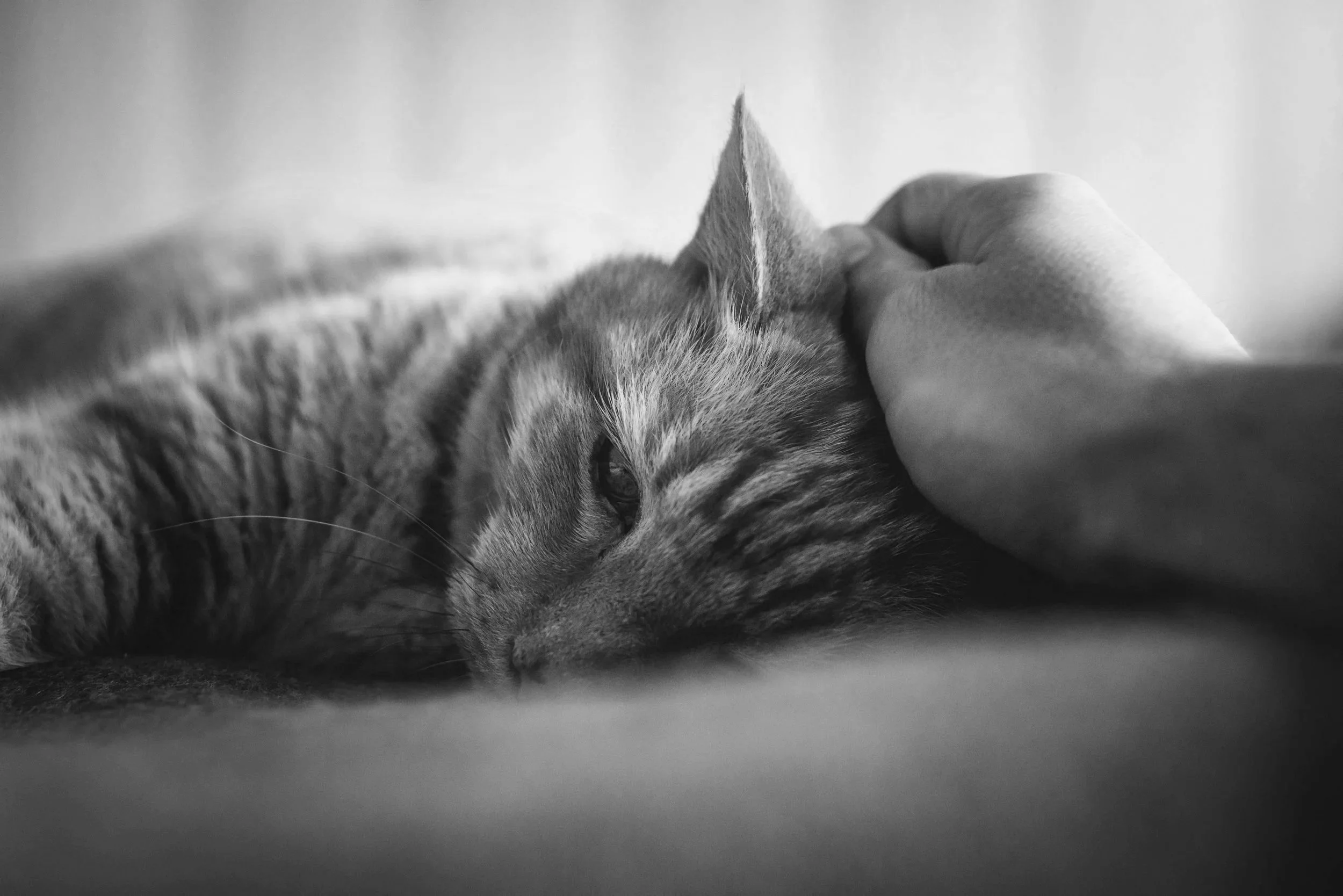 Le deuil animalier : Perdre un membre de la famille