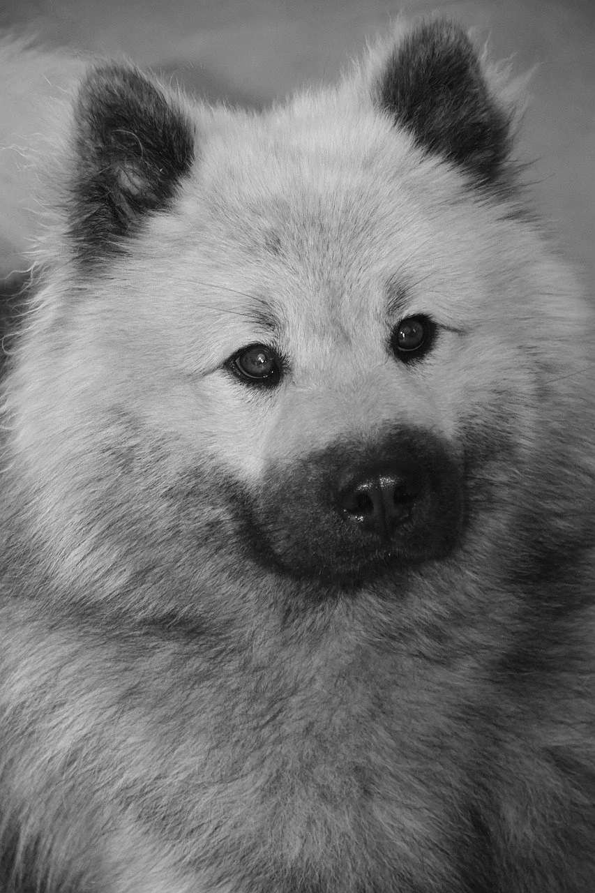 Un chien qui ressemble a un Chowchow, photo en noir et blanc.