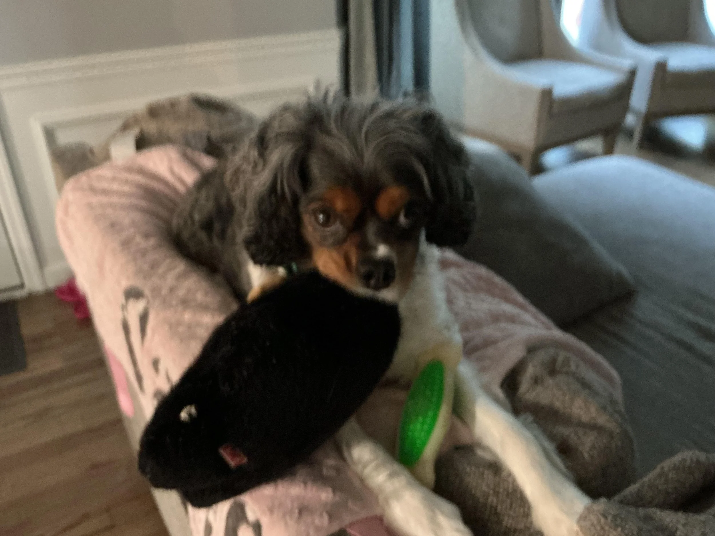 Grayson, a members dog.