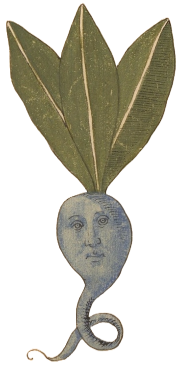Medieval illustration of root vegetable with human face