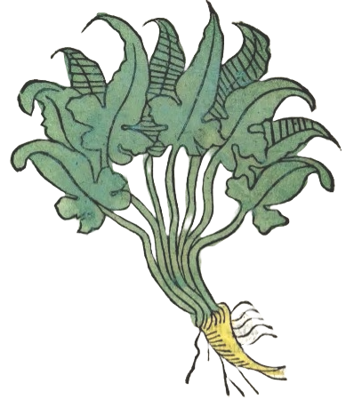 Medieval illustration of a root vegetable