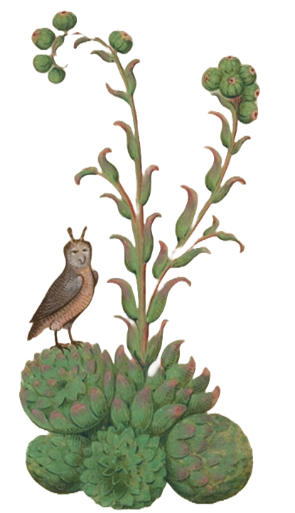 Medieval illustration of a bird on a succulent plant
