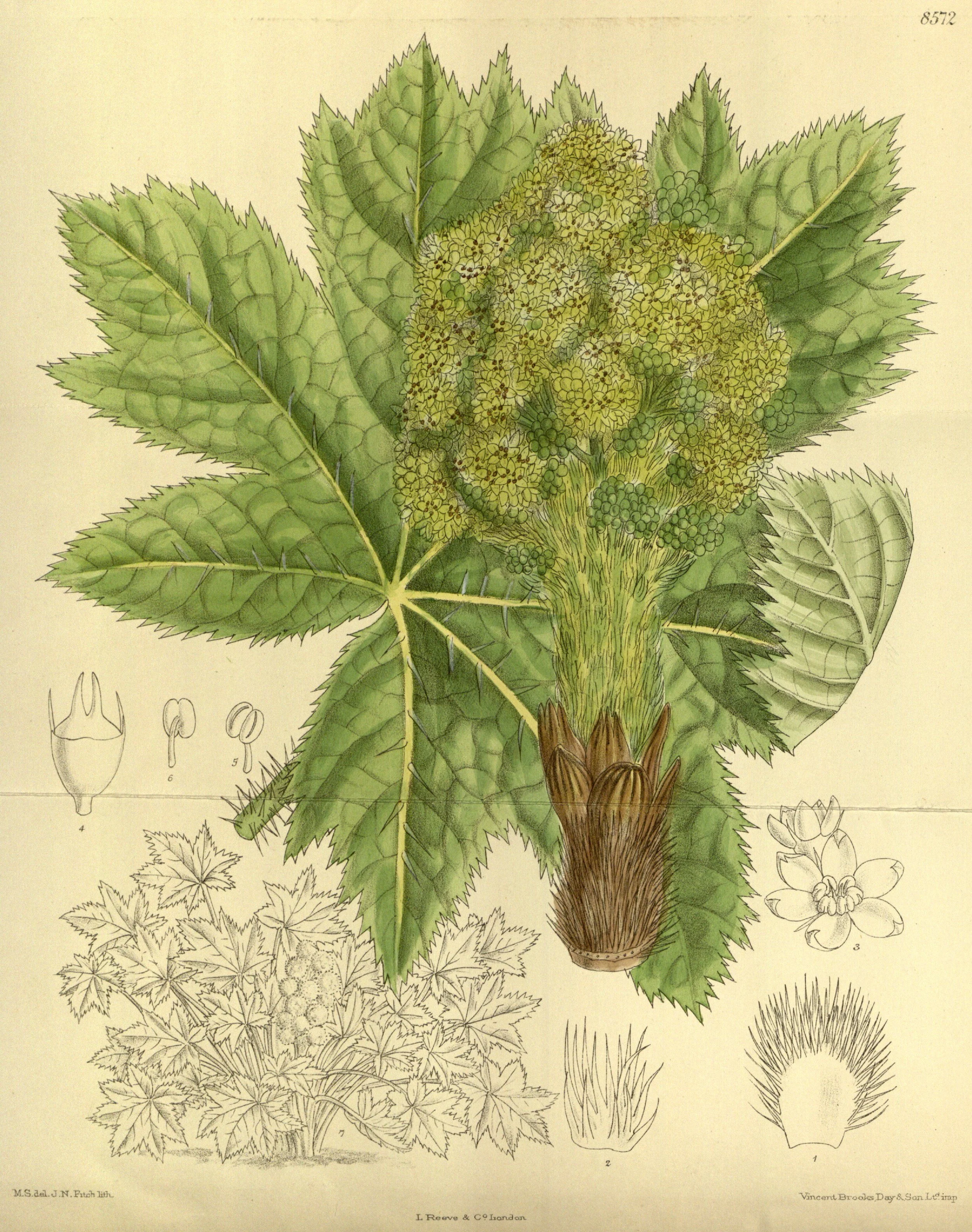 vintage botanical illustration of an oplopanax horridus plant