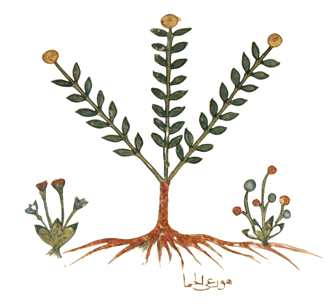 Medieval plant illustration