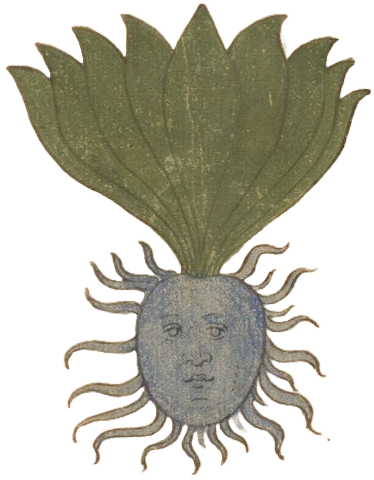 Medieval illustration of vegetable with human face