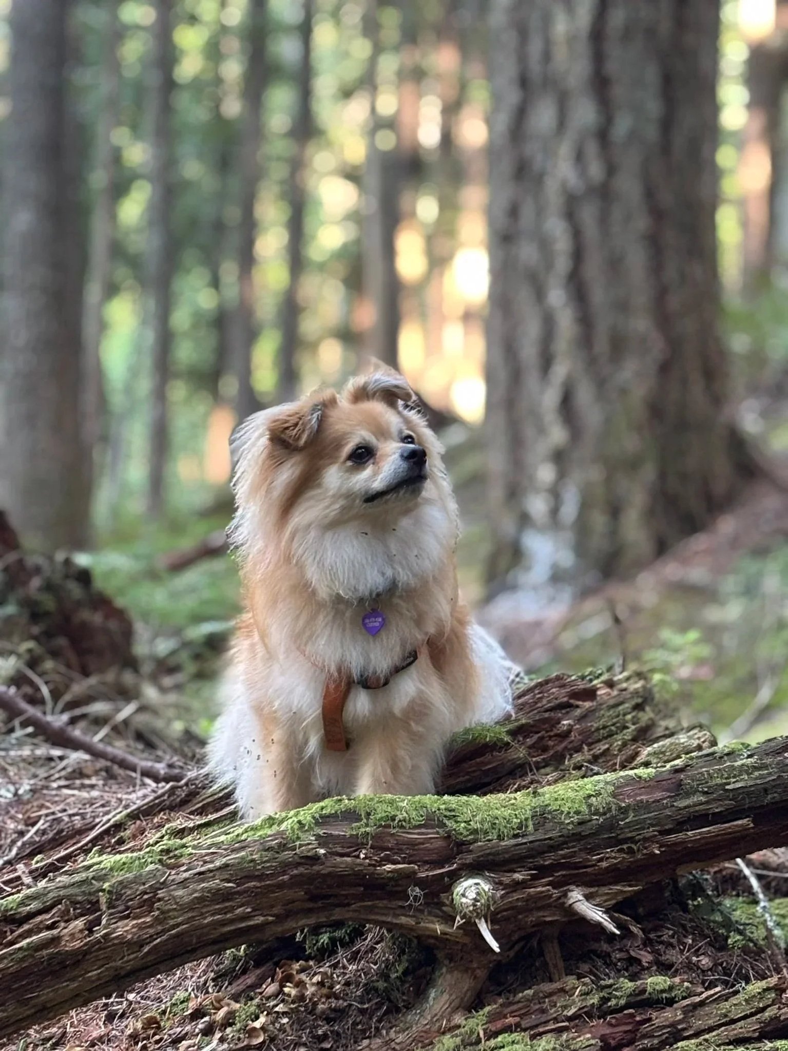 Photo of pomeranian dog in the forest