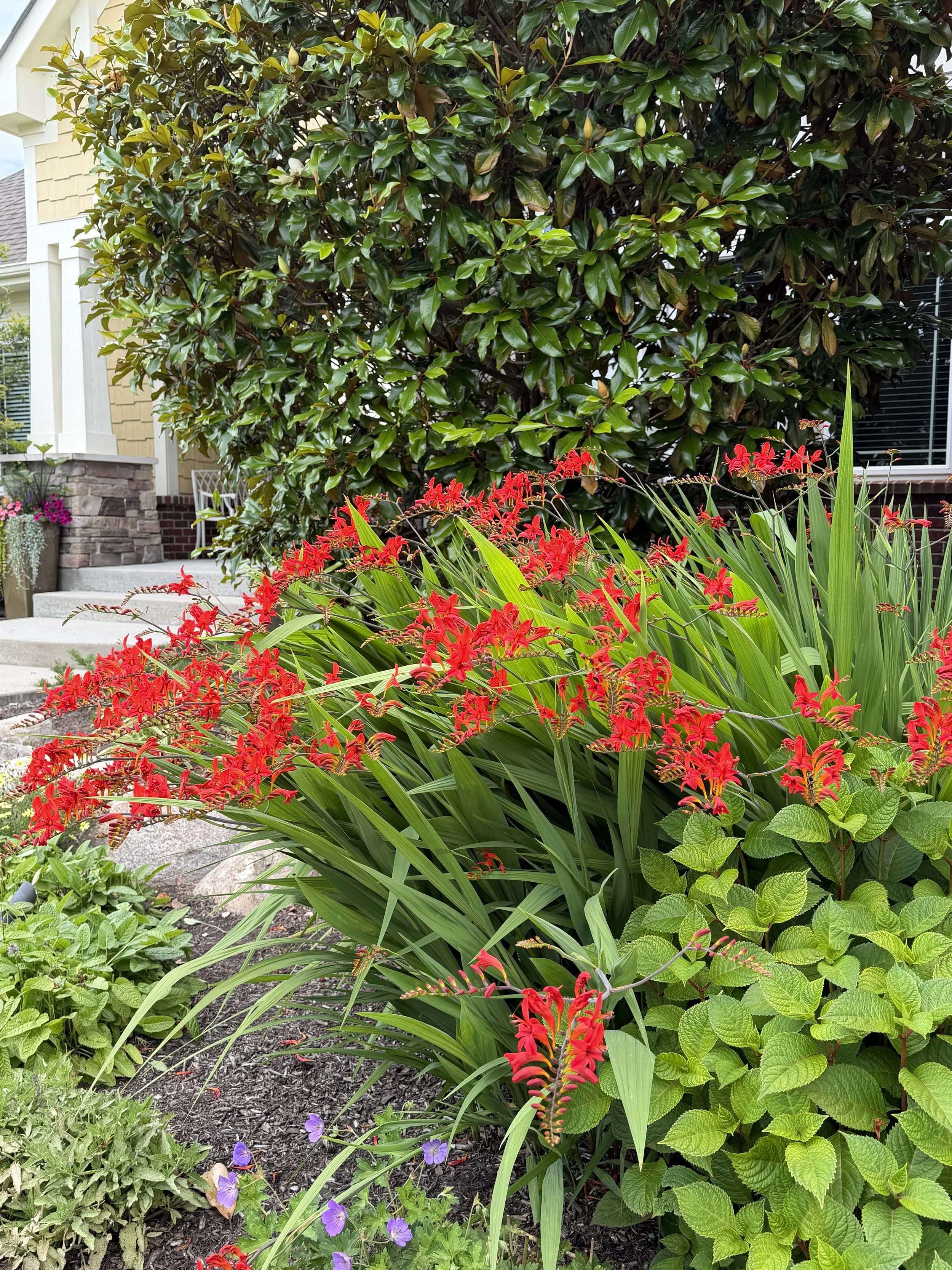 Beth Flowers Landscaping.jpeg