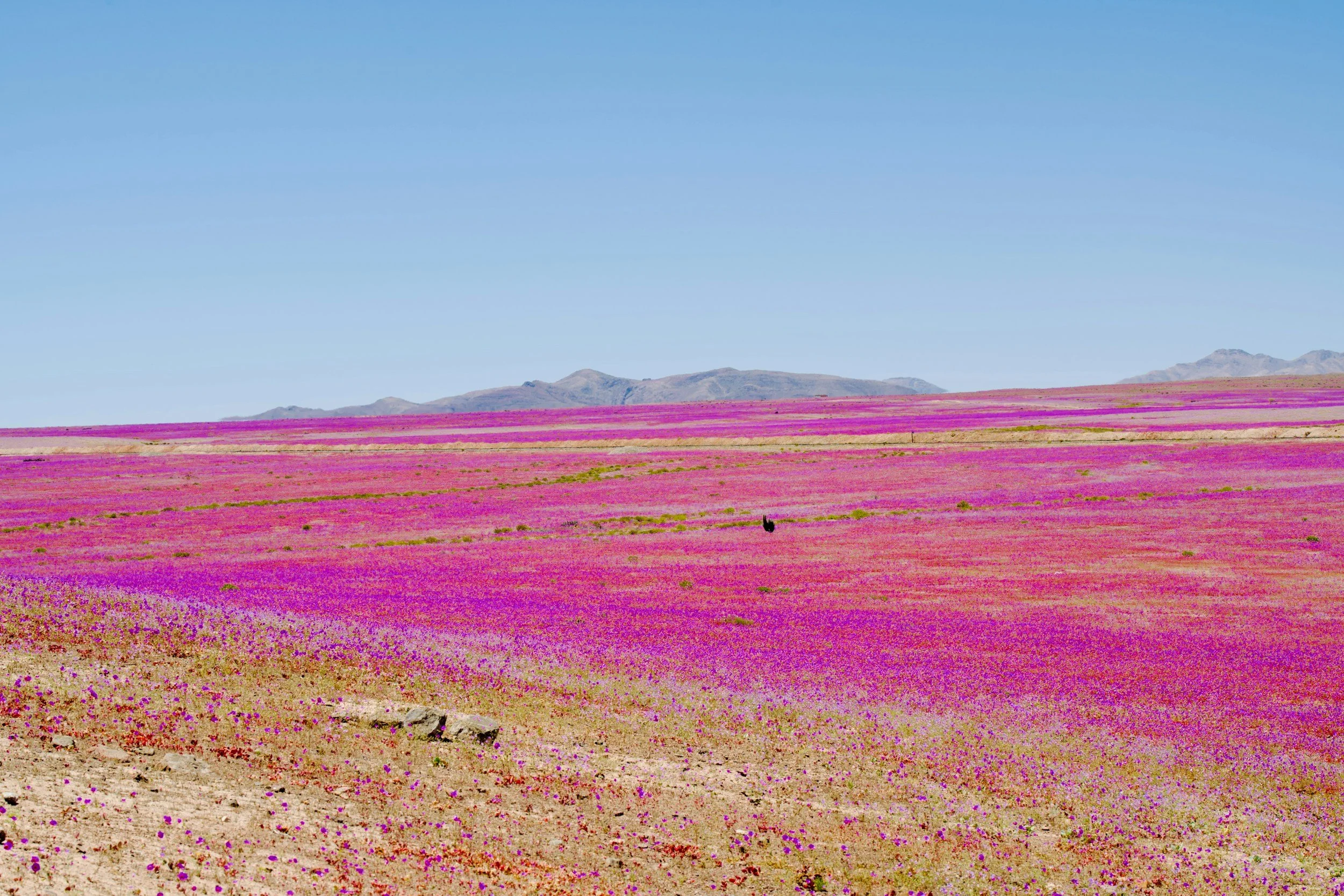 From the Valley of Death to a Superbloom