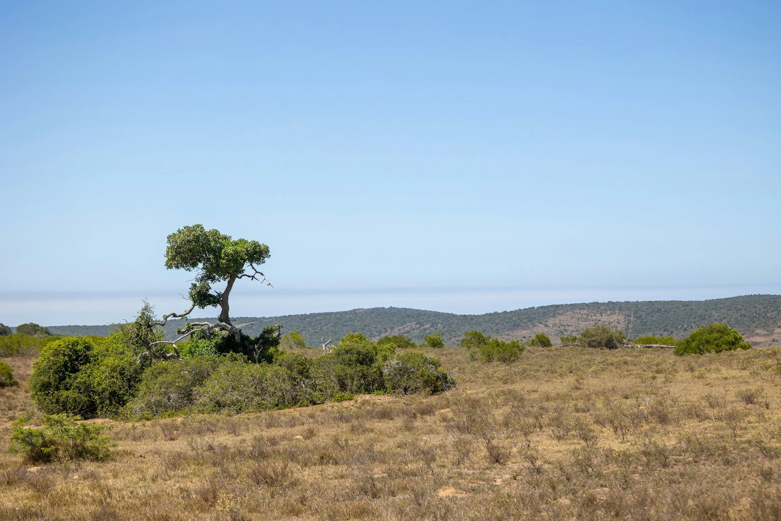 The Beauty and Purpose of the Wilderness