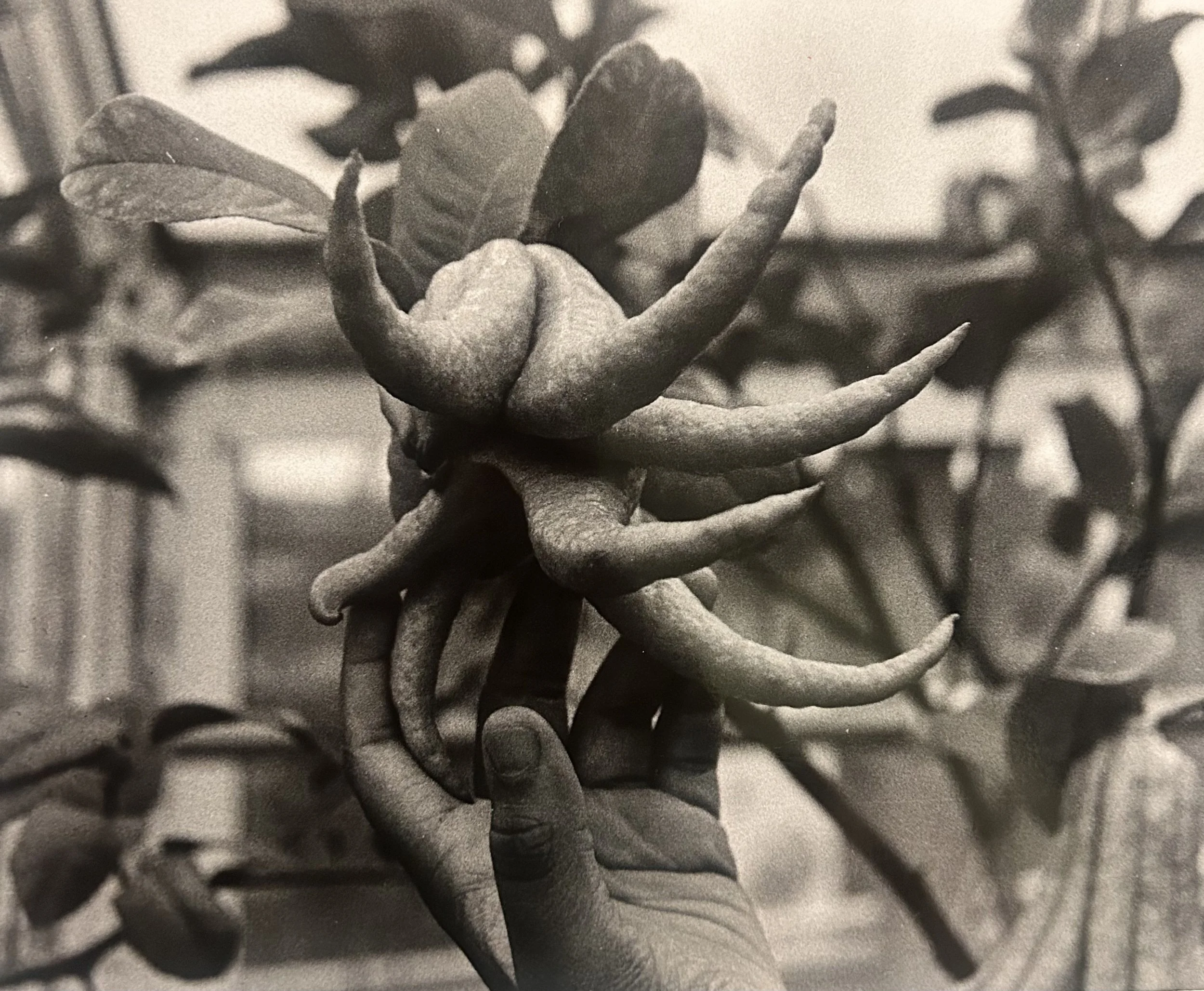 lady fingers: eve's garden.jpg