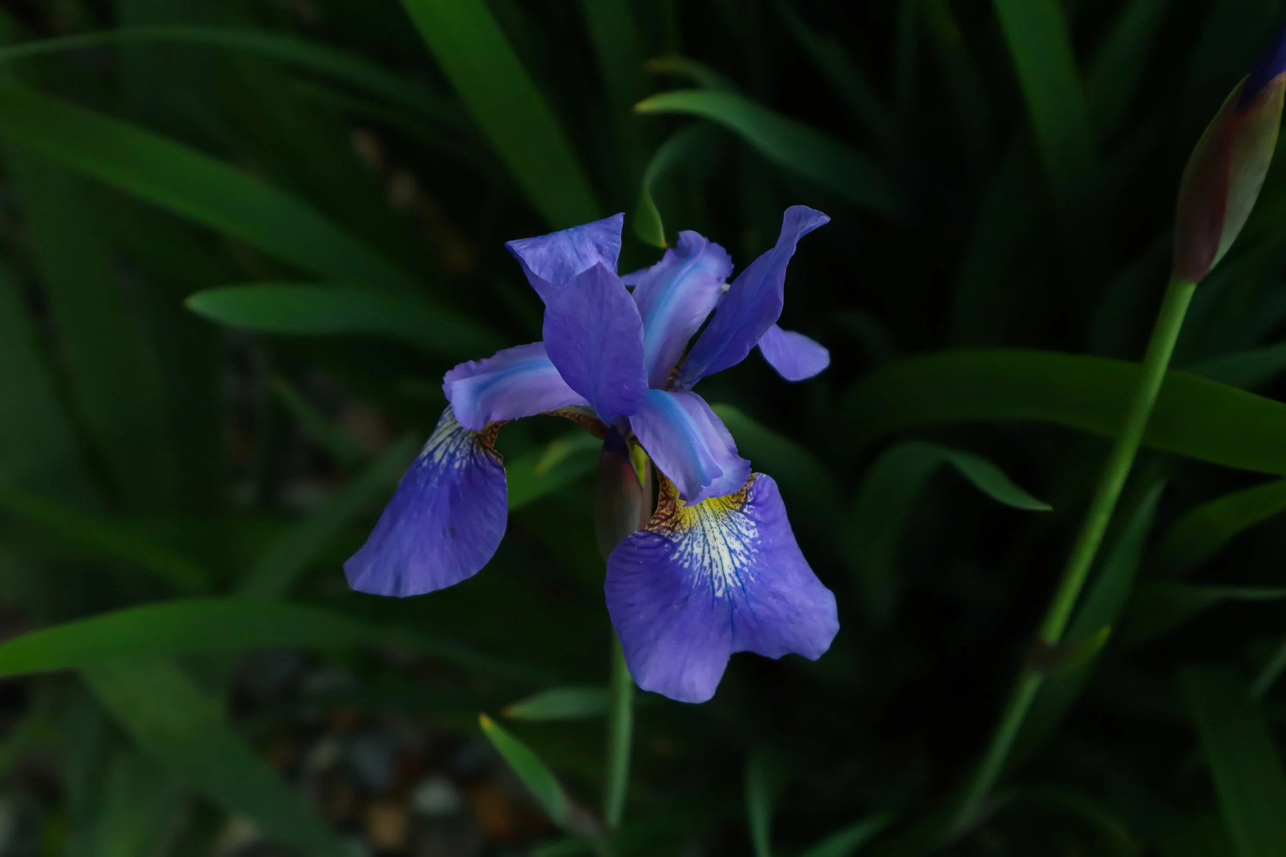 IMG_0301.jpeg