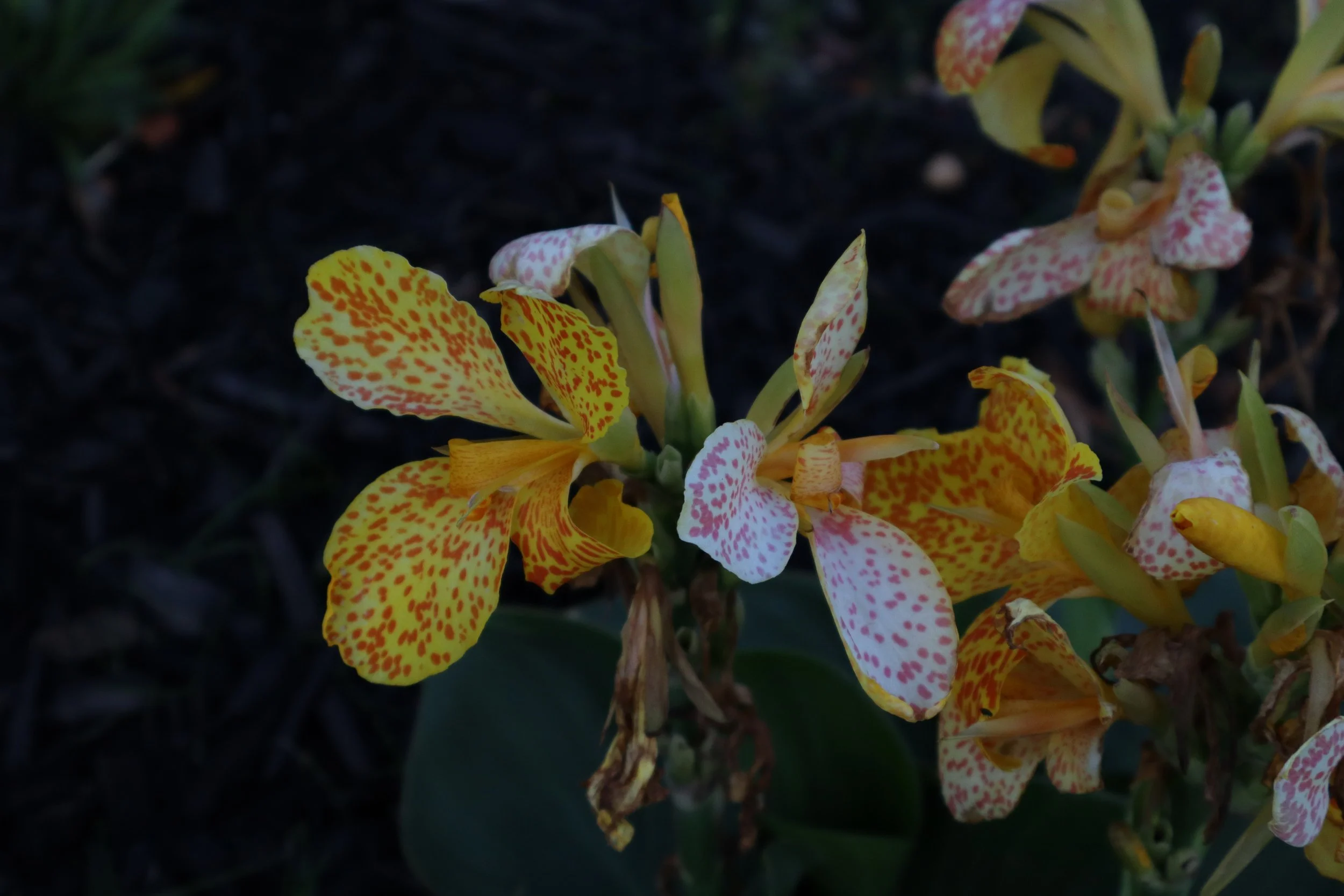 IMG_0249.jpeg