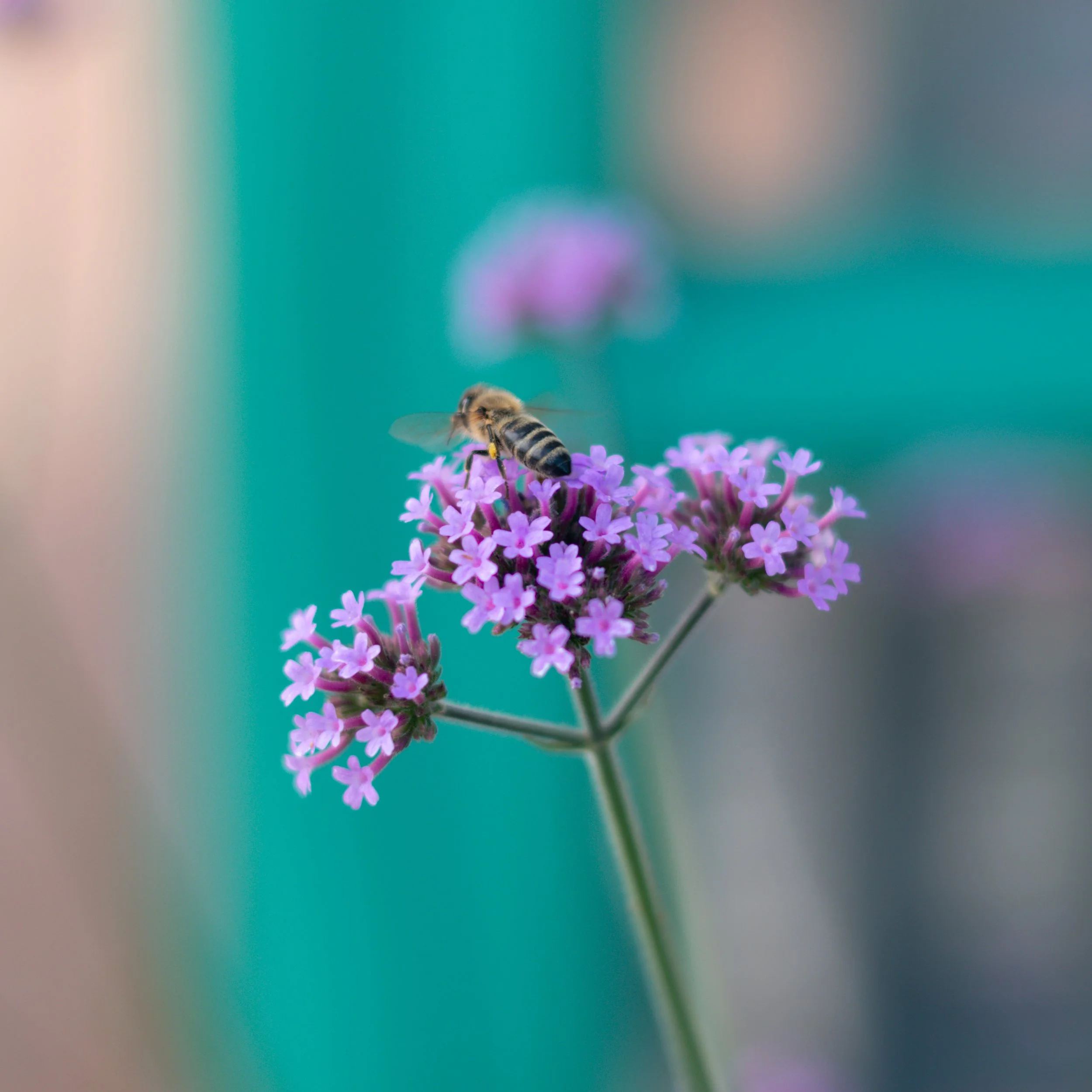 IMG_0860.jpeg