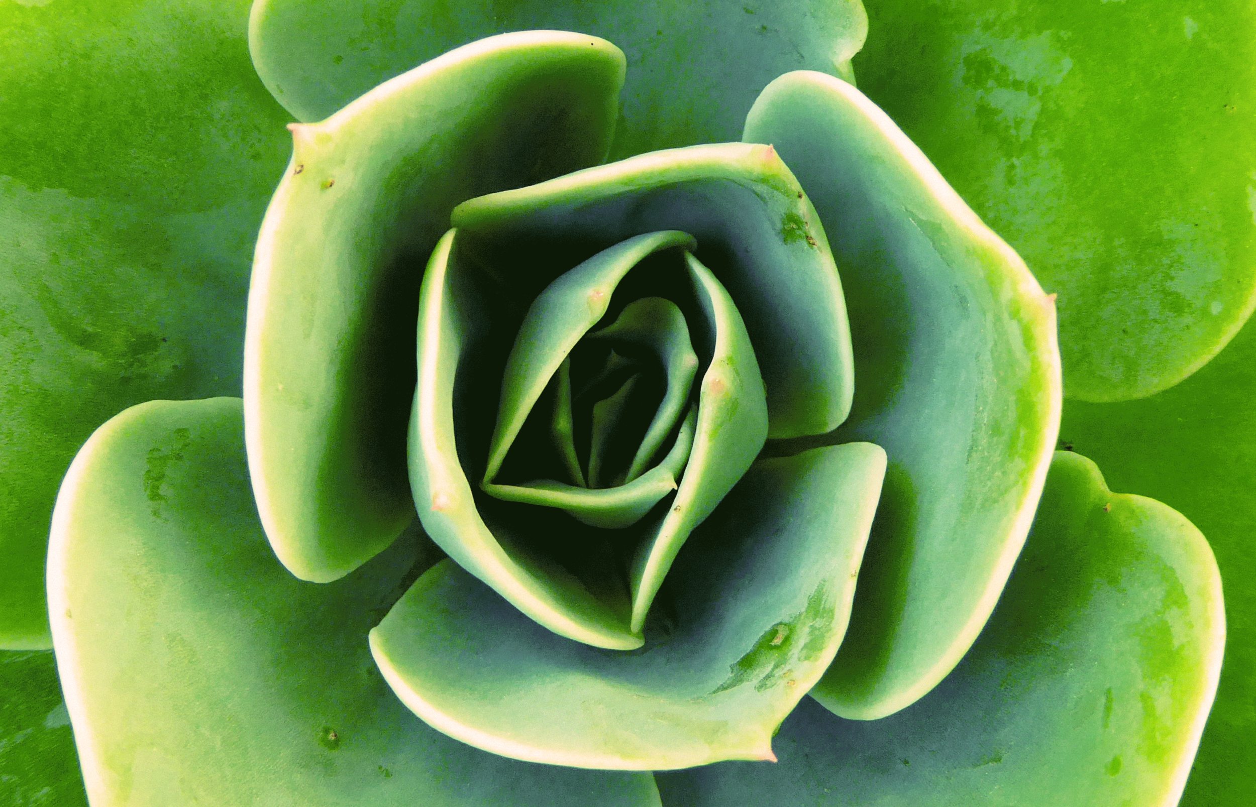 Canva---Fresh-Succulent-Plant.png