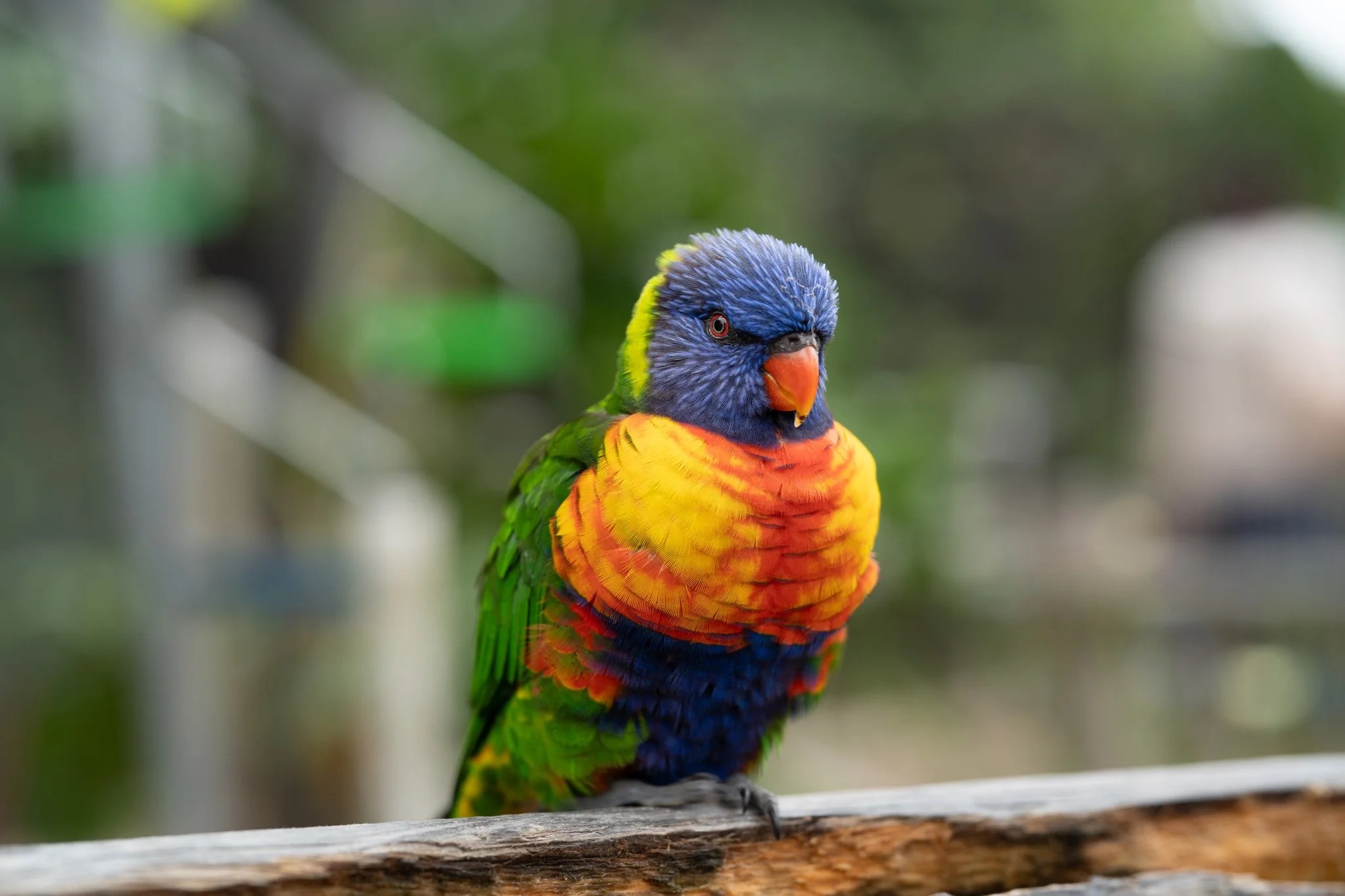 Colorful rainbow lorikeet perched on a wooden branch, displaying vibrant blue, green, yellow, orange, and red feathers with a blurred background.