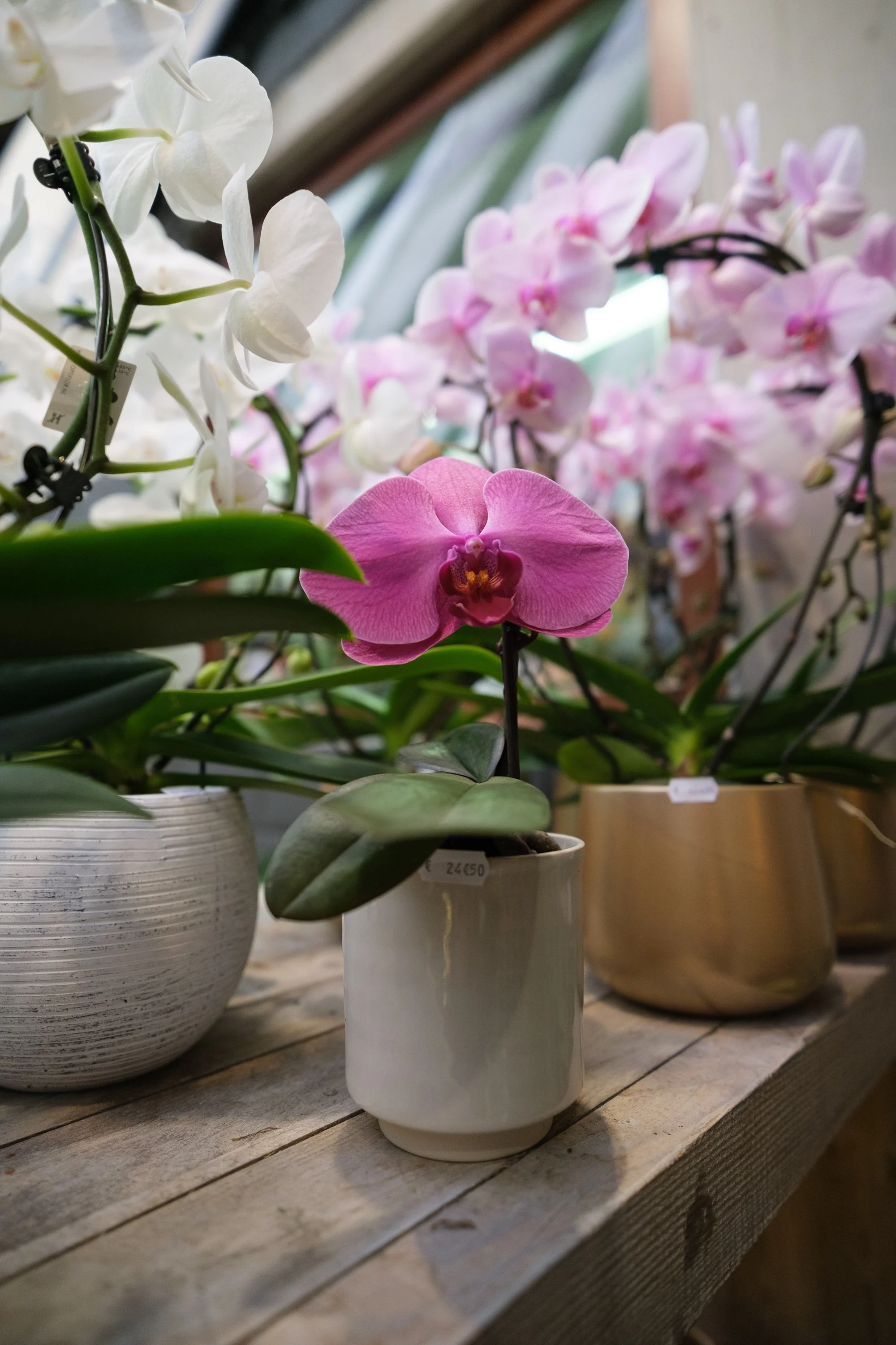 2025.12.17_Senteurs et Couleurs-7.jpg