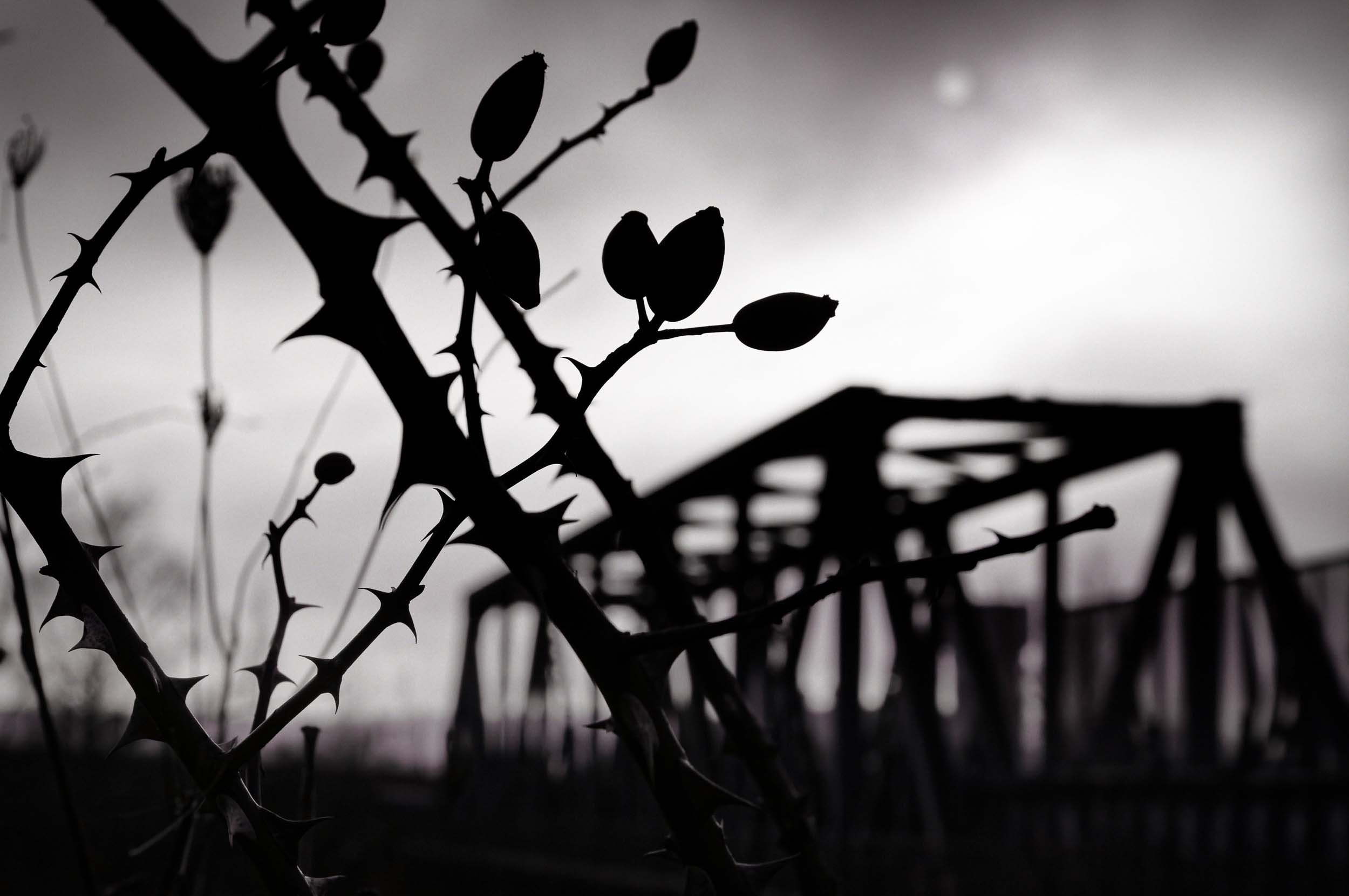 Silhouette of a thorny plant with rosebuds in the foreground and a bridge in the background during dusk or dawn.