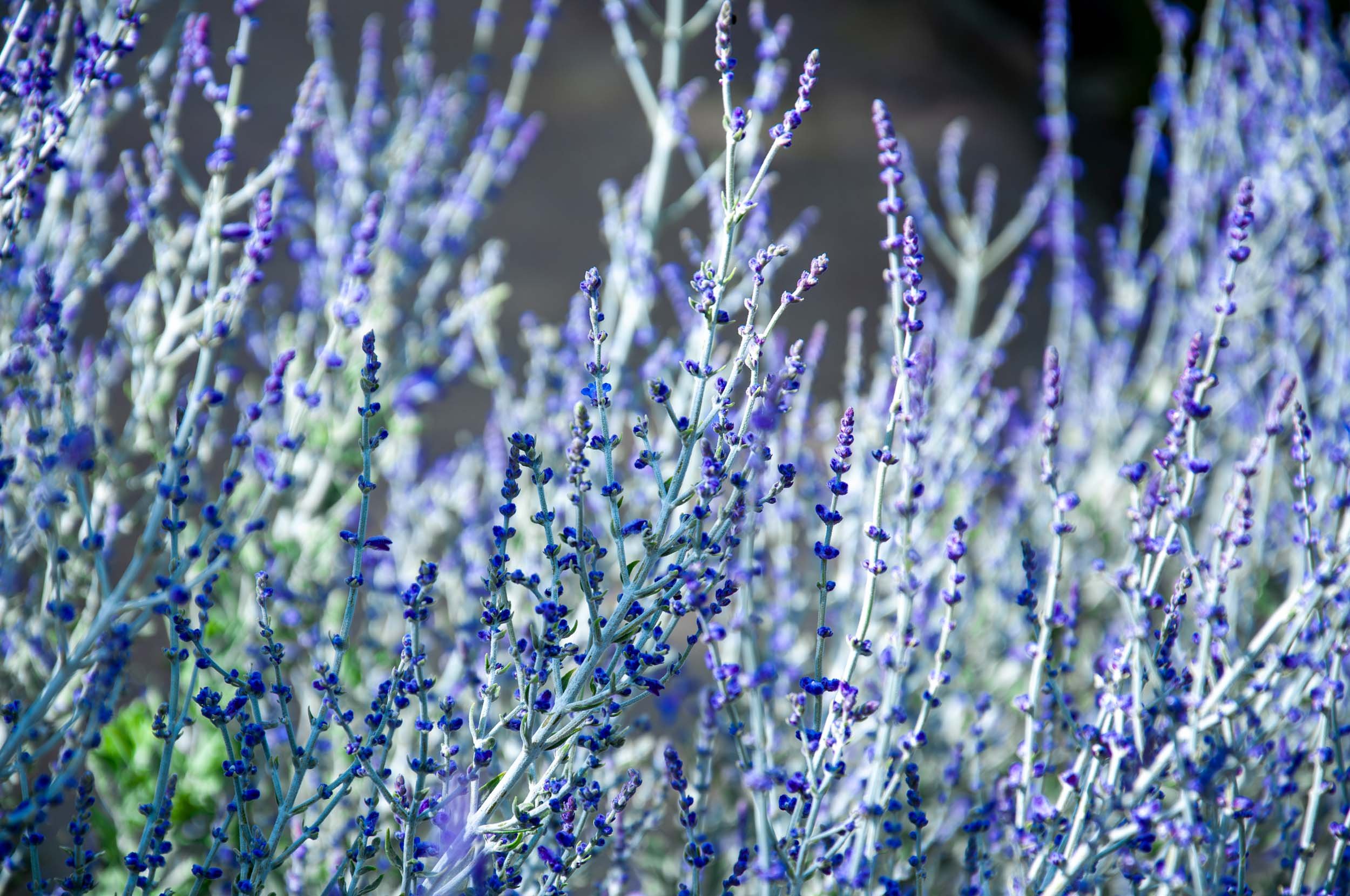 Close-up of lavender flowers with slender purple stems and small purple buds, with a blurred dark background.
