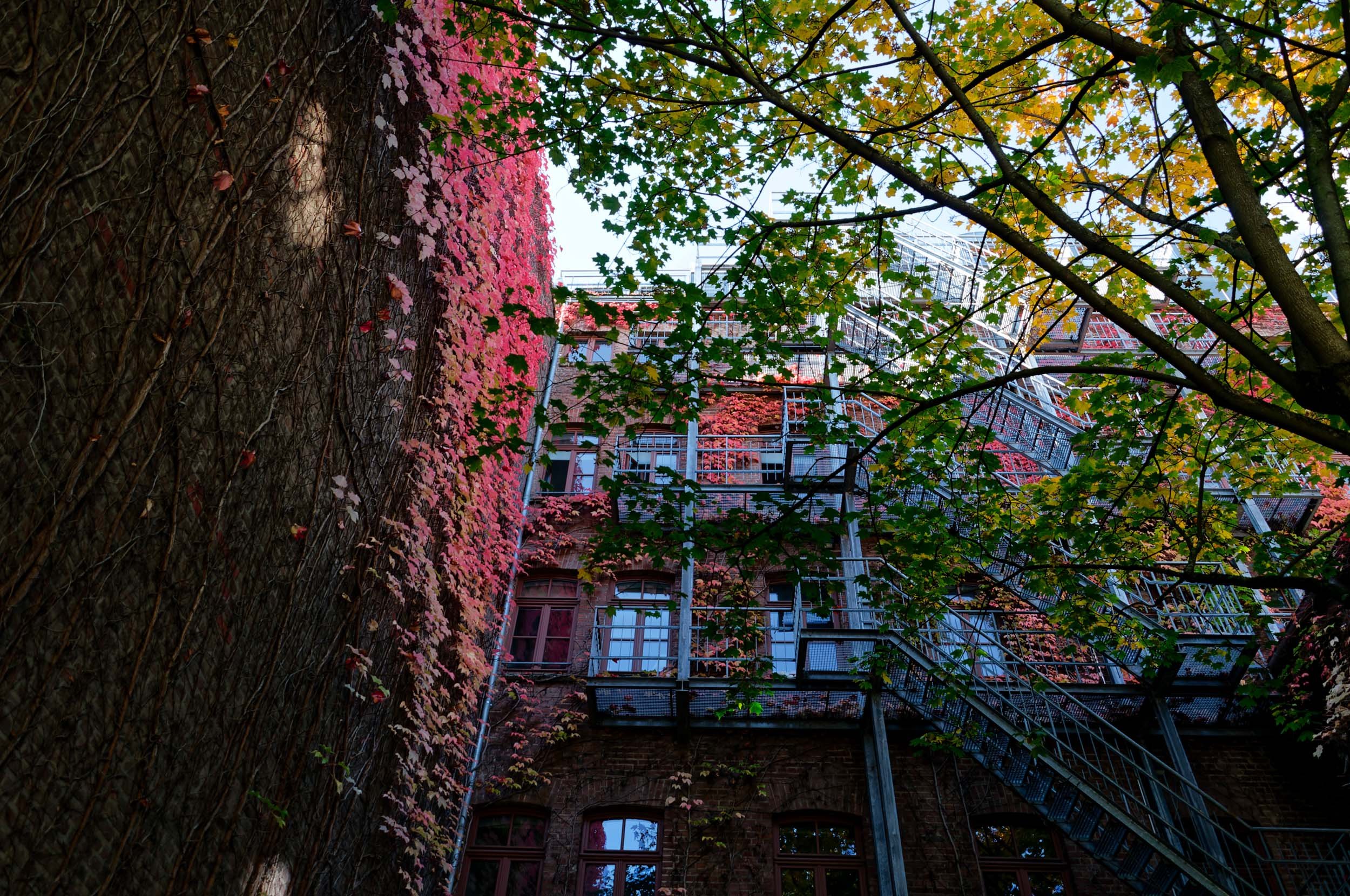 A view of a tall brick building covered with pink and red ivy, with fire escape stairs and green tree branches in the foreground.