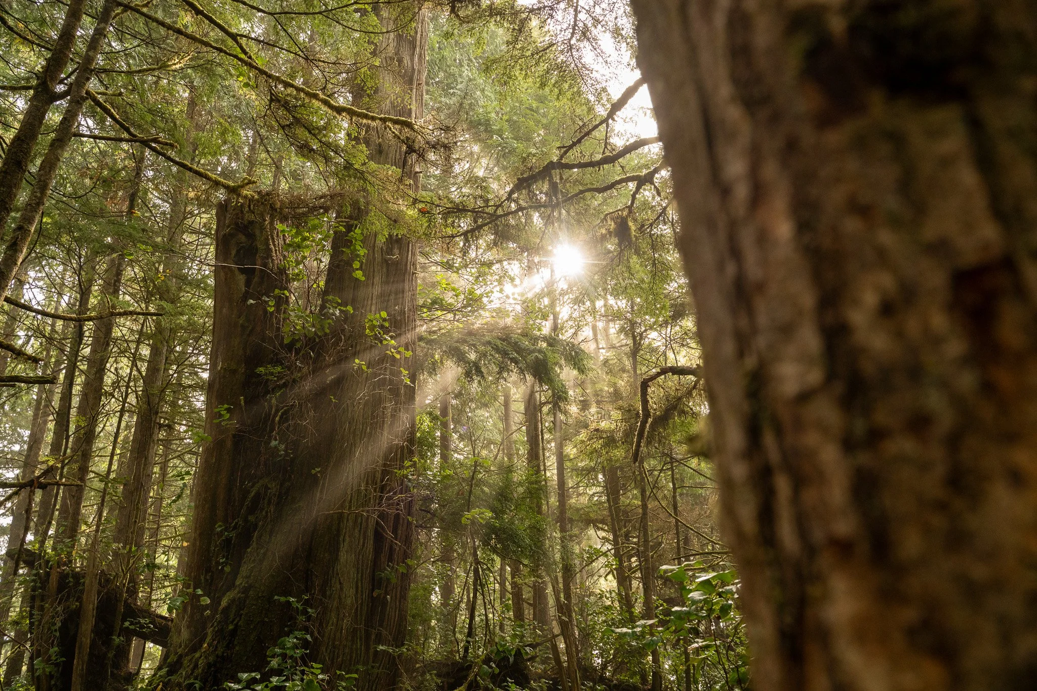 Tofino Forest