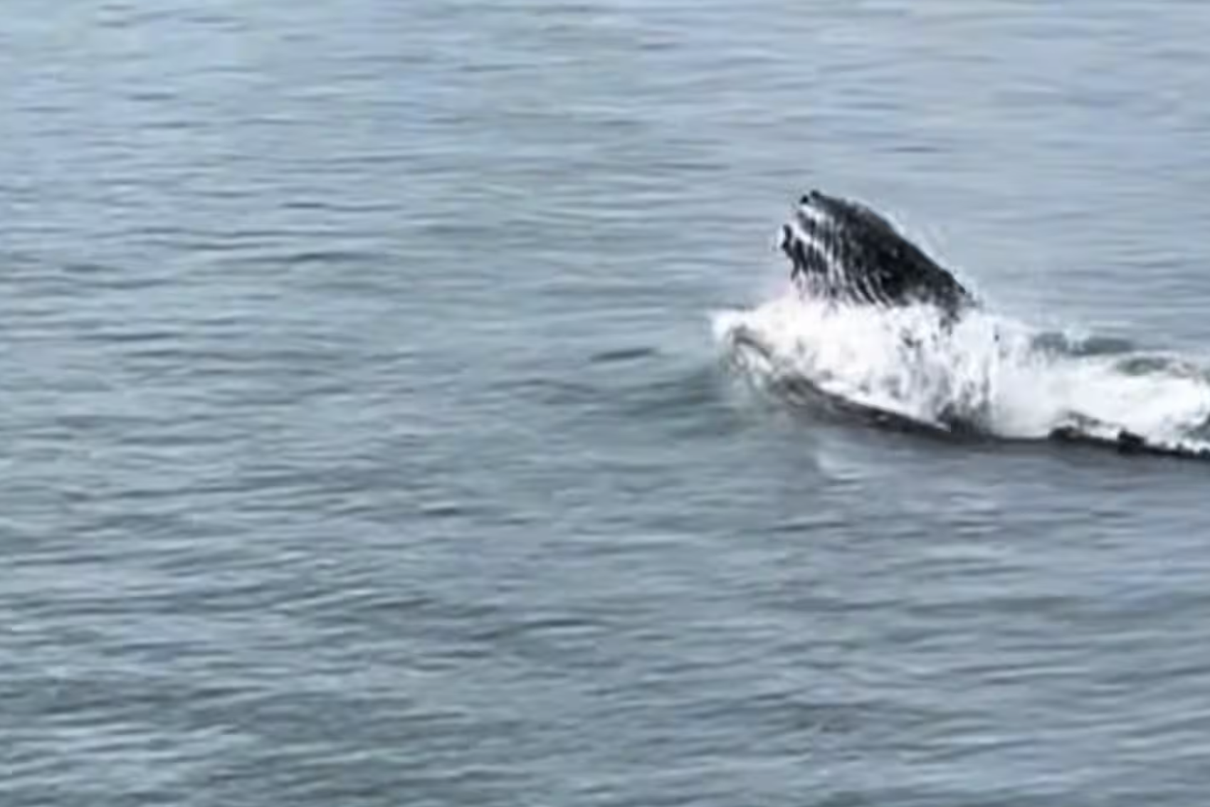 Screenshot 2026-01-20 at 1.12.56 PM.png