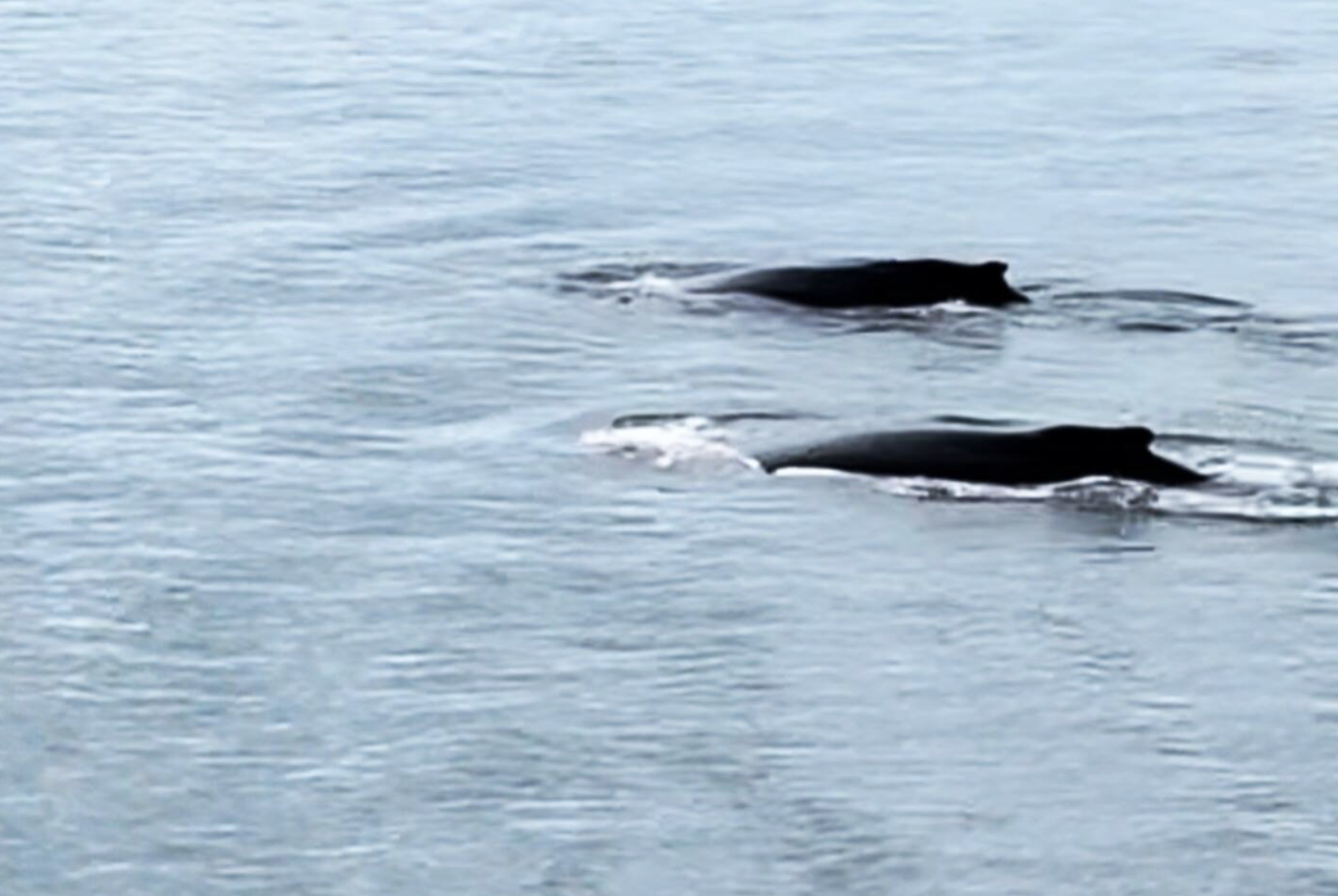 Screenshot 2026-01-20 at 1.12.49 PM.png