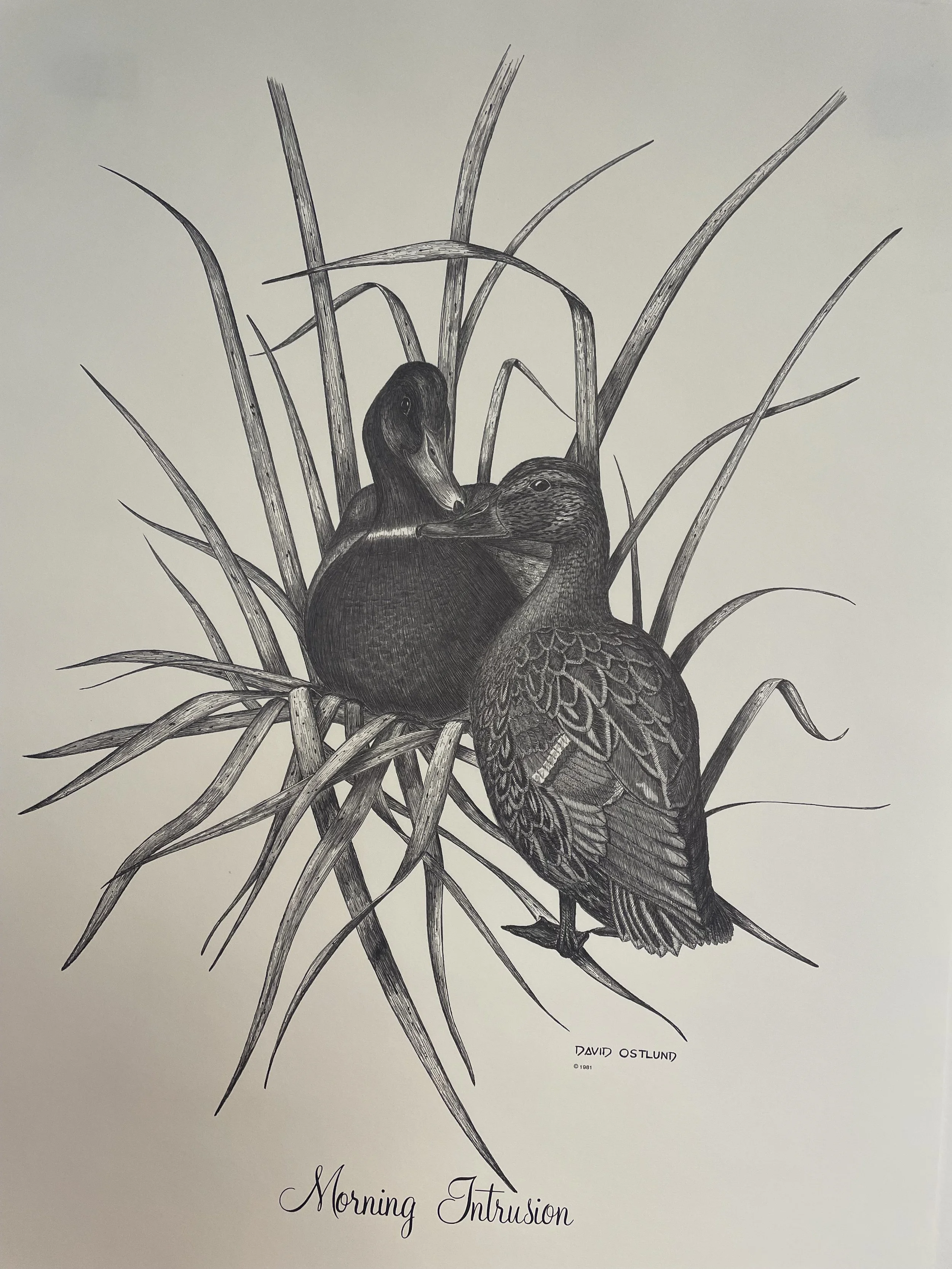 Morning Intrusion - Pencil and Ink