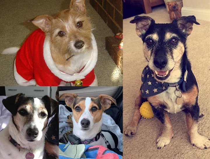 Millie, Alfie, Ruby, Mitzi
