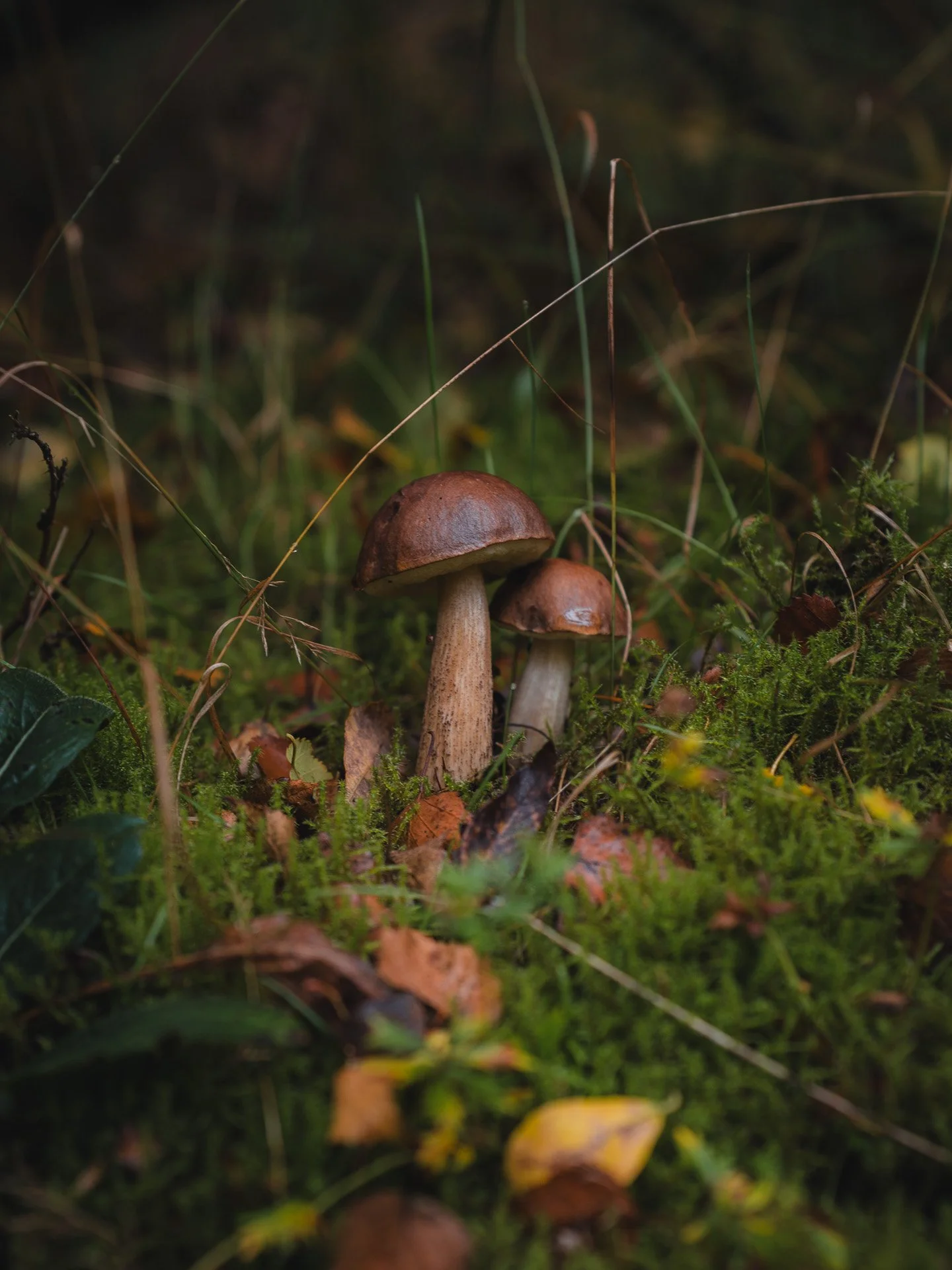 Mushrooms on the forest floor surrounded by moss and foliage.