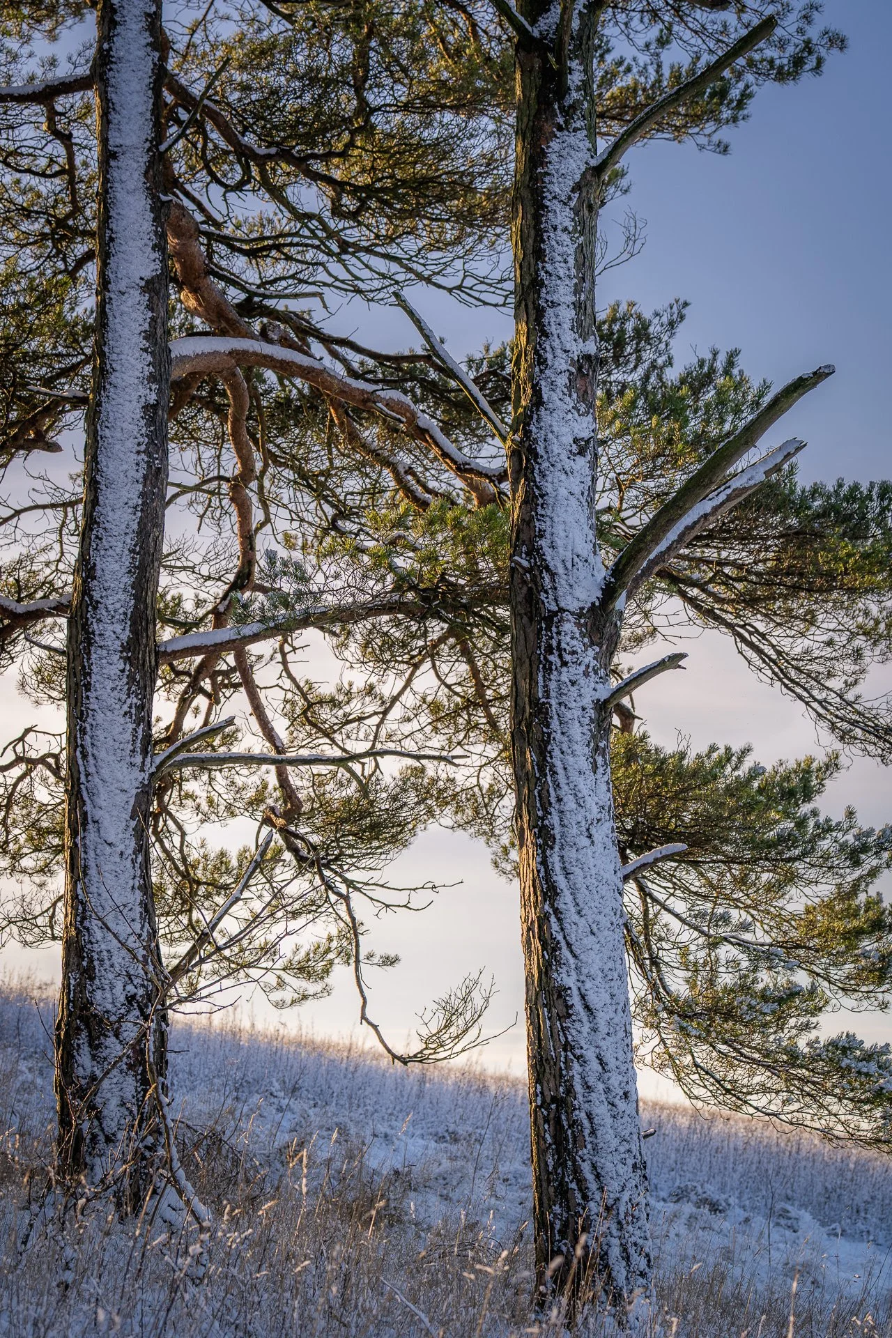 Snowy trees in Yorkshire Wolds