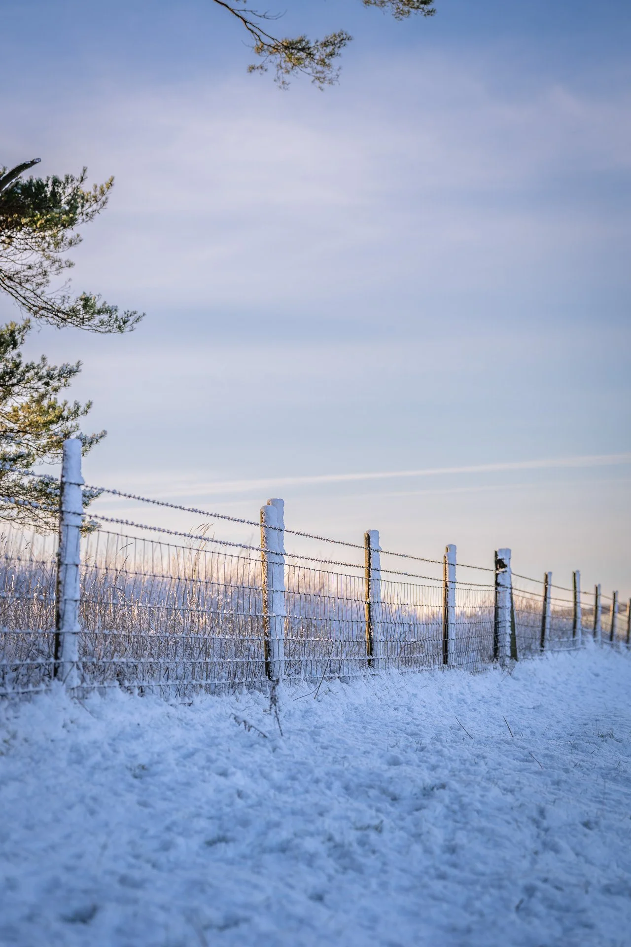 Snowy scenery with winter sunlight