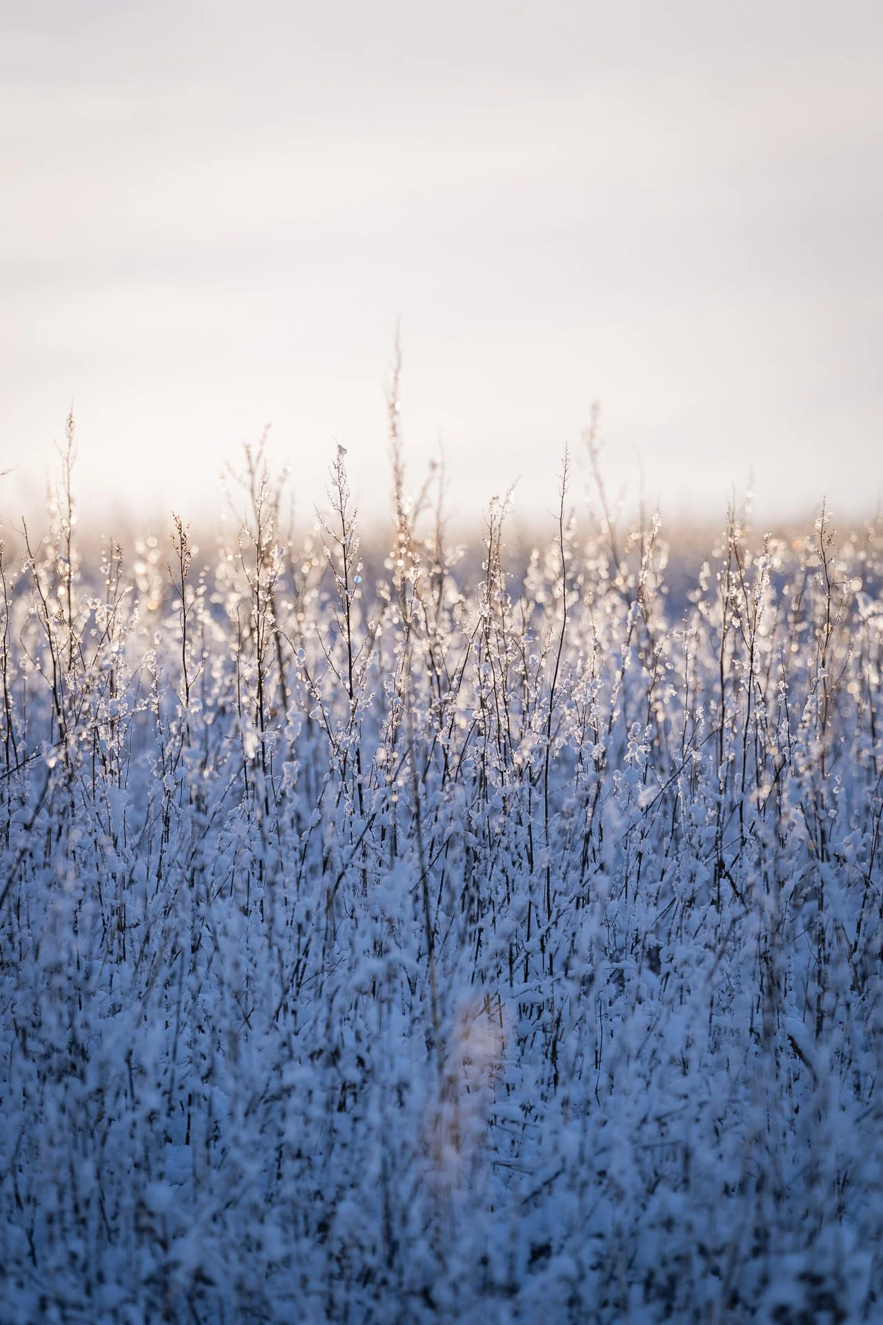 Frozen foliage in winter sunlight