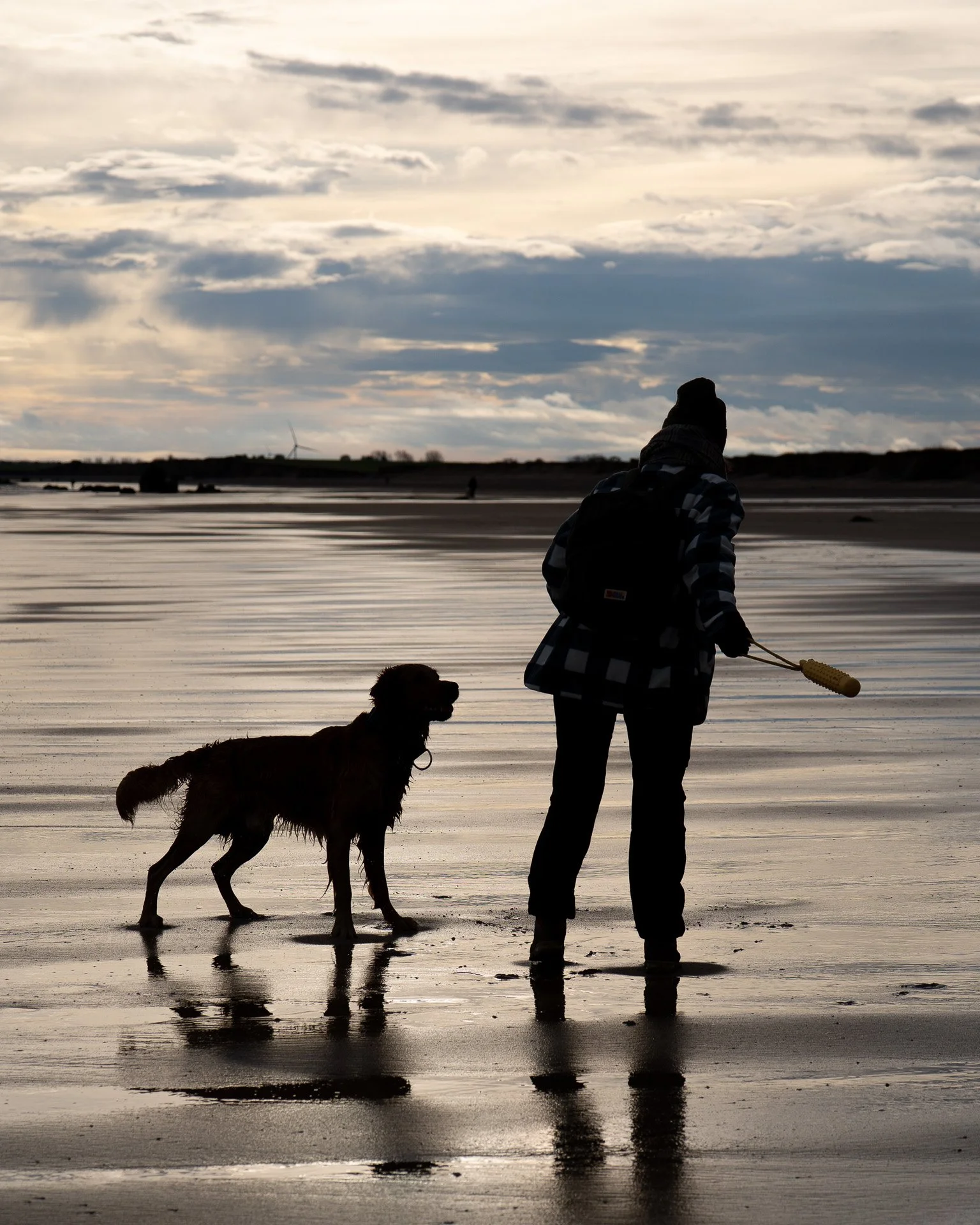 A working line golden retreiver playing with female owner on a beach at sunset.
