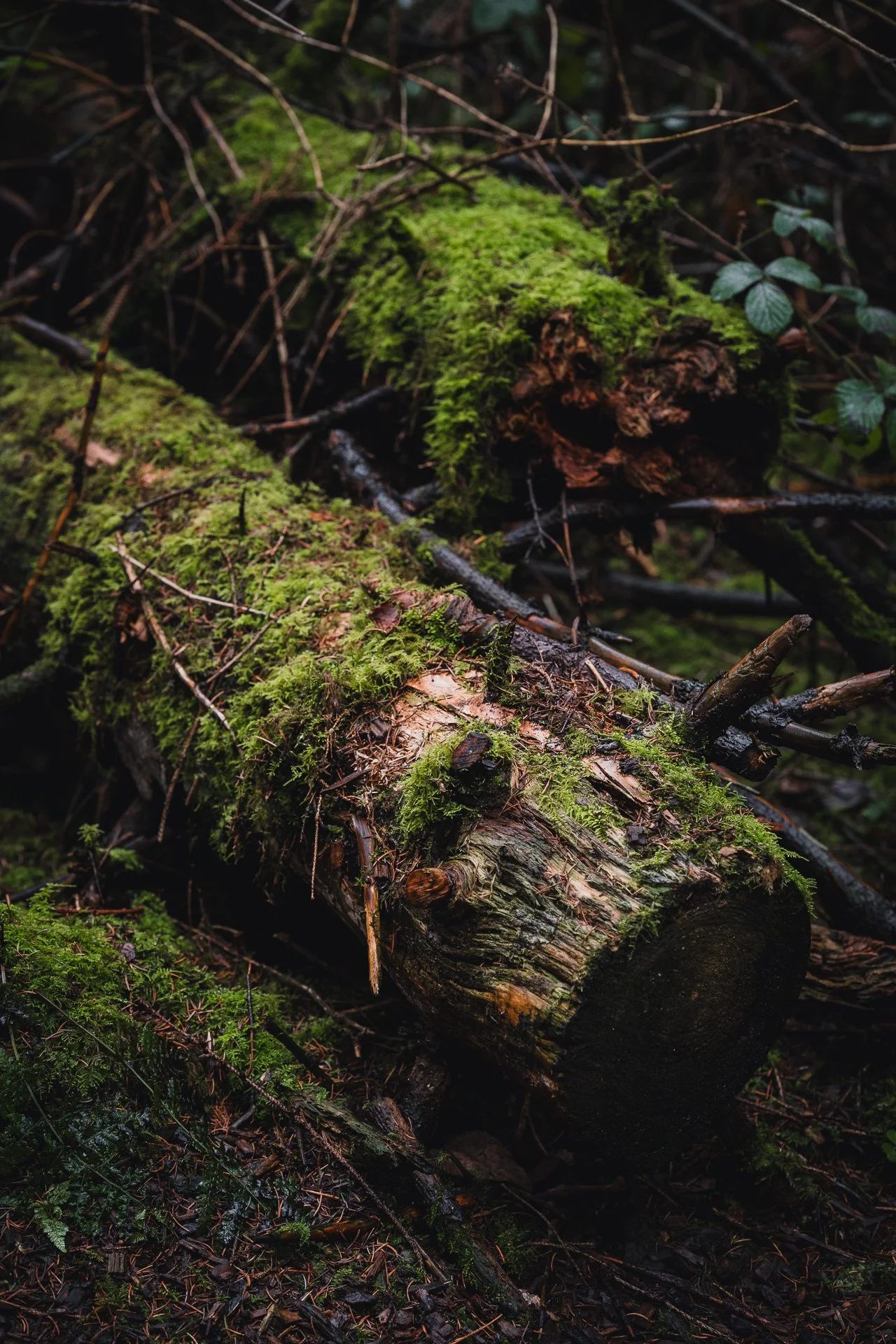 Colour image of a fallen log covered in green moss