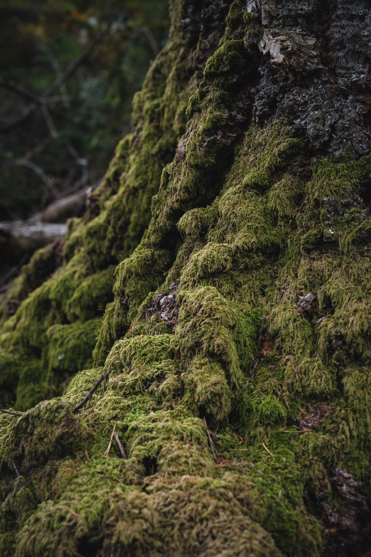 Moss covered tree trunk