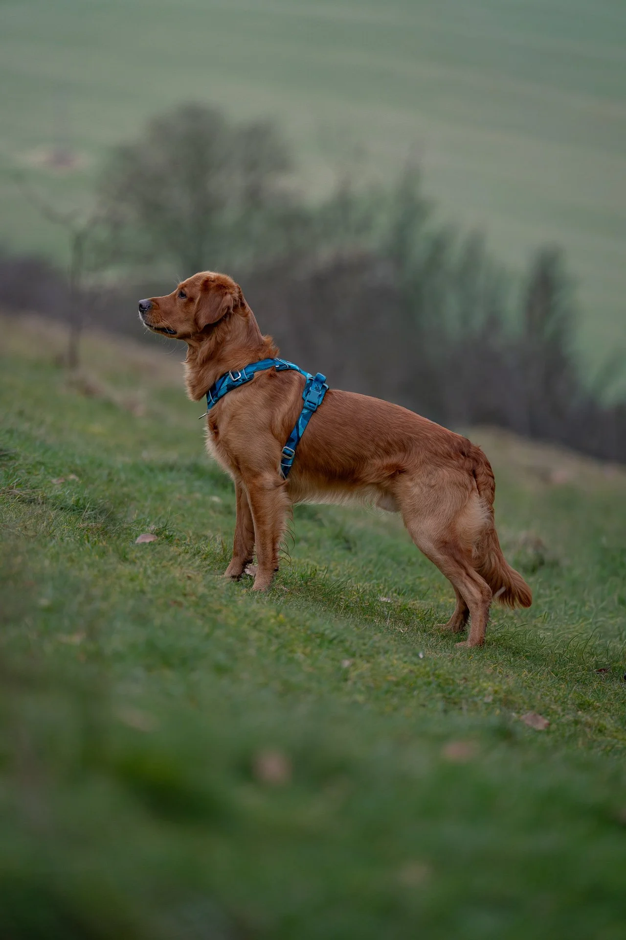 Working line golden retriever wearing a blue harness, stood on a hillside in the Yorkshire Wolds