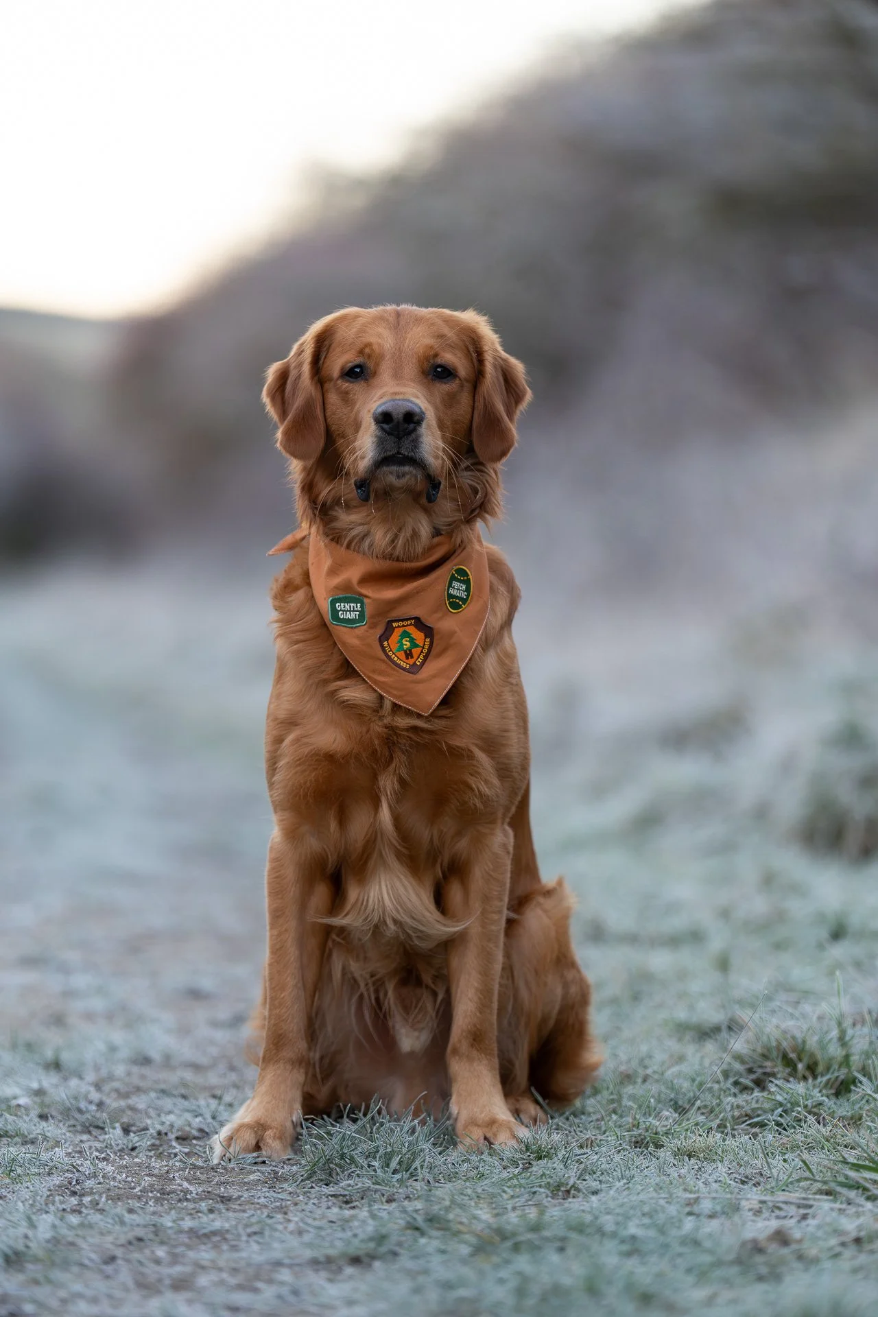 Working Line Golden retriever wearing Scout's Honour Bandana and patches  looking at the camera 