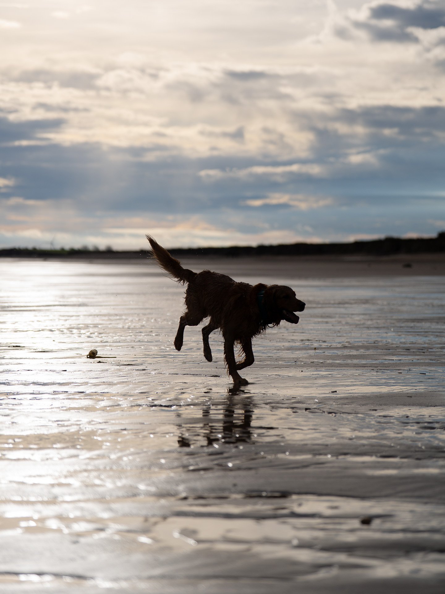 A working line golden retreiver running on a beach at sunset.