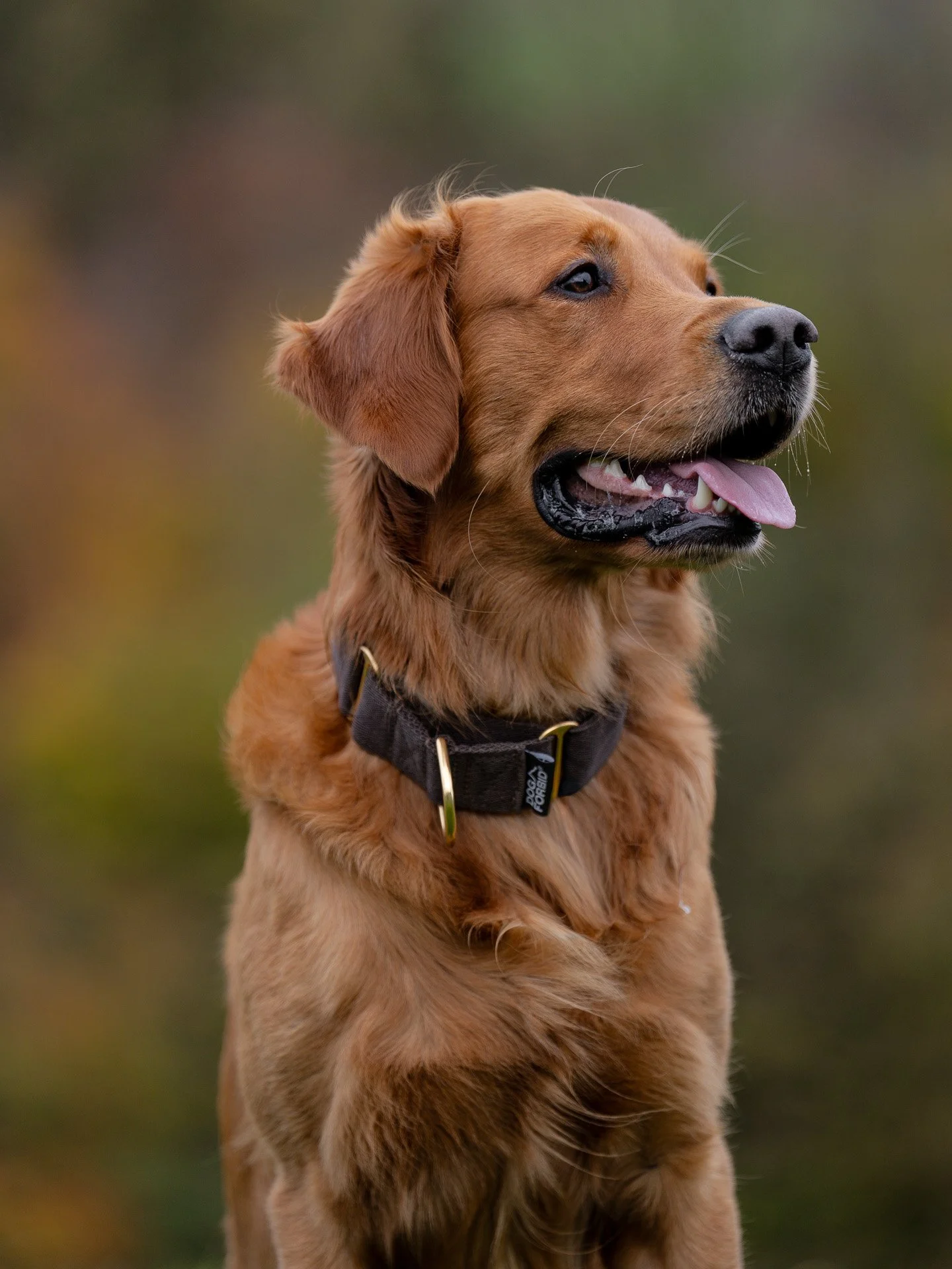 Working Line Golden retriever photographed  smiling up close
