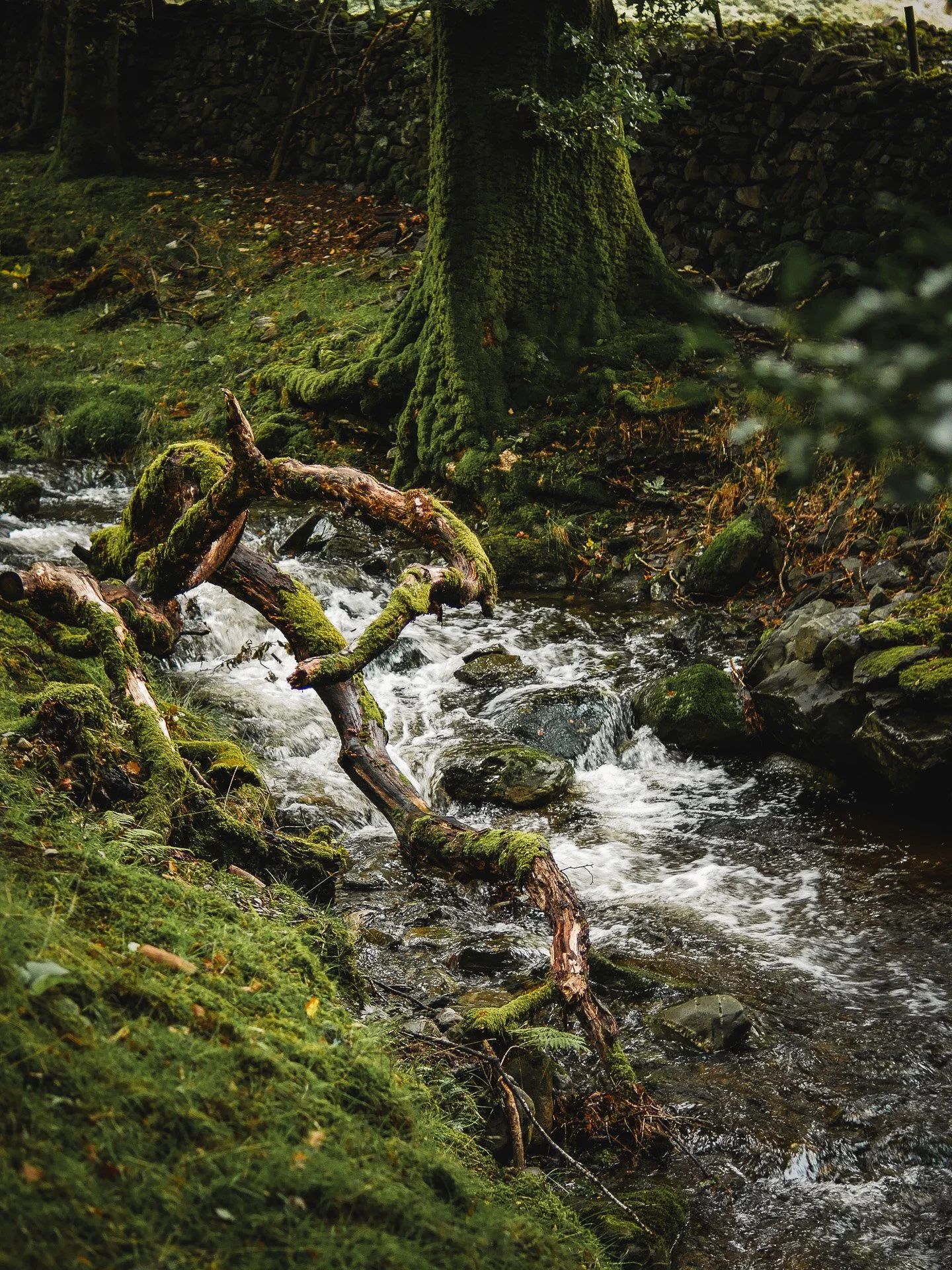 Water stream with broken tree branches and moss