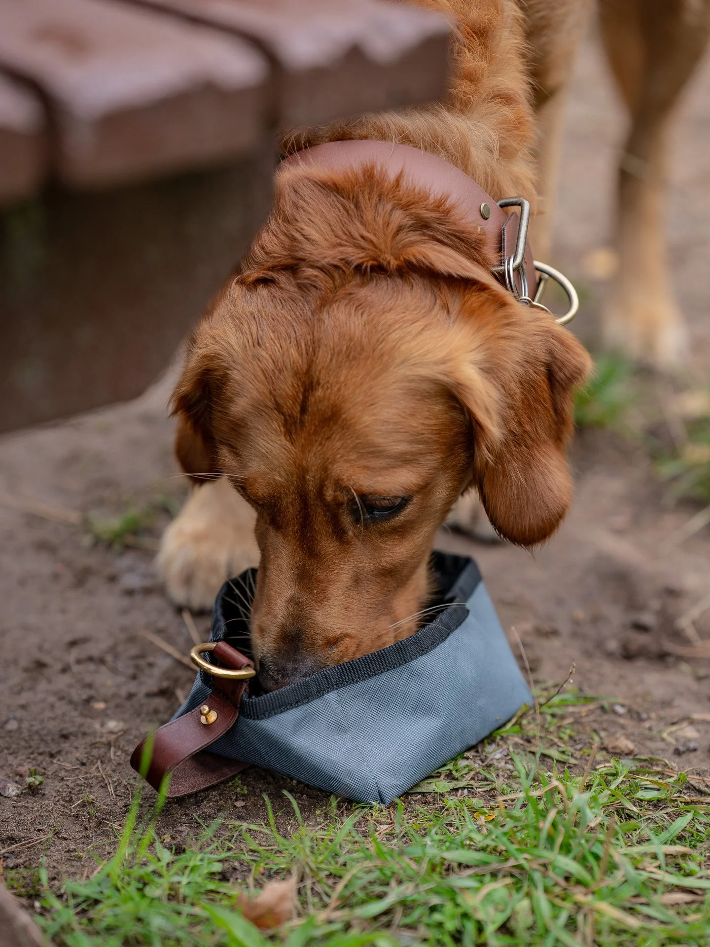 2 year old Golden Retreiver drinking from Ruff and Tumble foldable dog bowl 