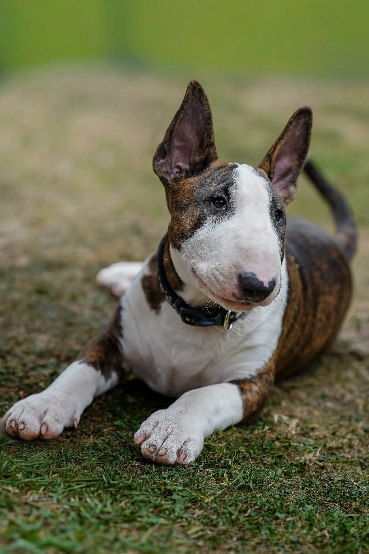 Brown and White English Bull Terrier puppy