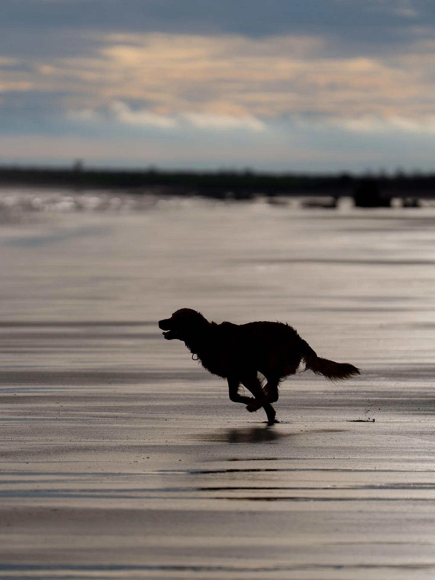A working line golden retreiver running on a beach at sunset.