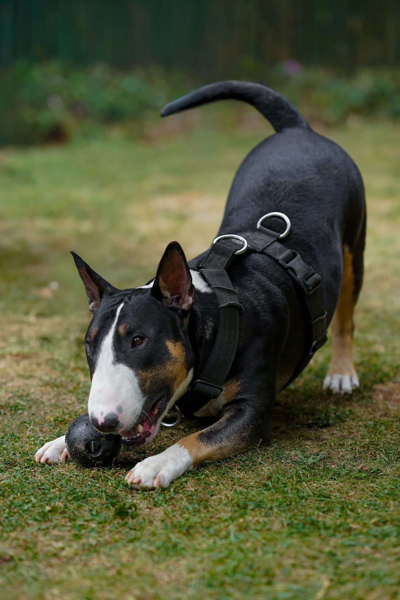 Black and white English Bull terrier playful bow