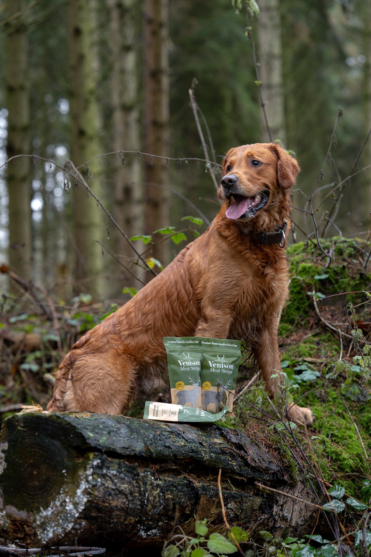 Wild Antler venison meat strips and posing golden retriever
